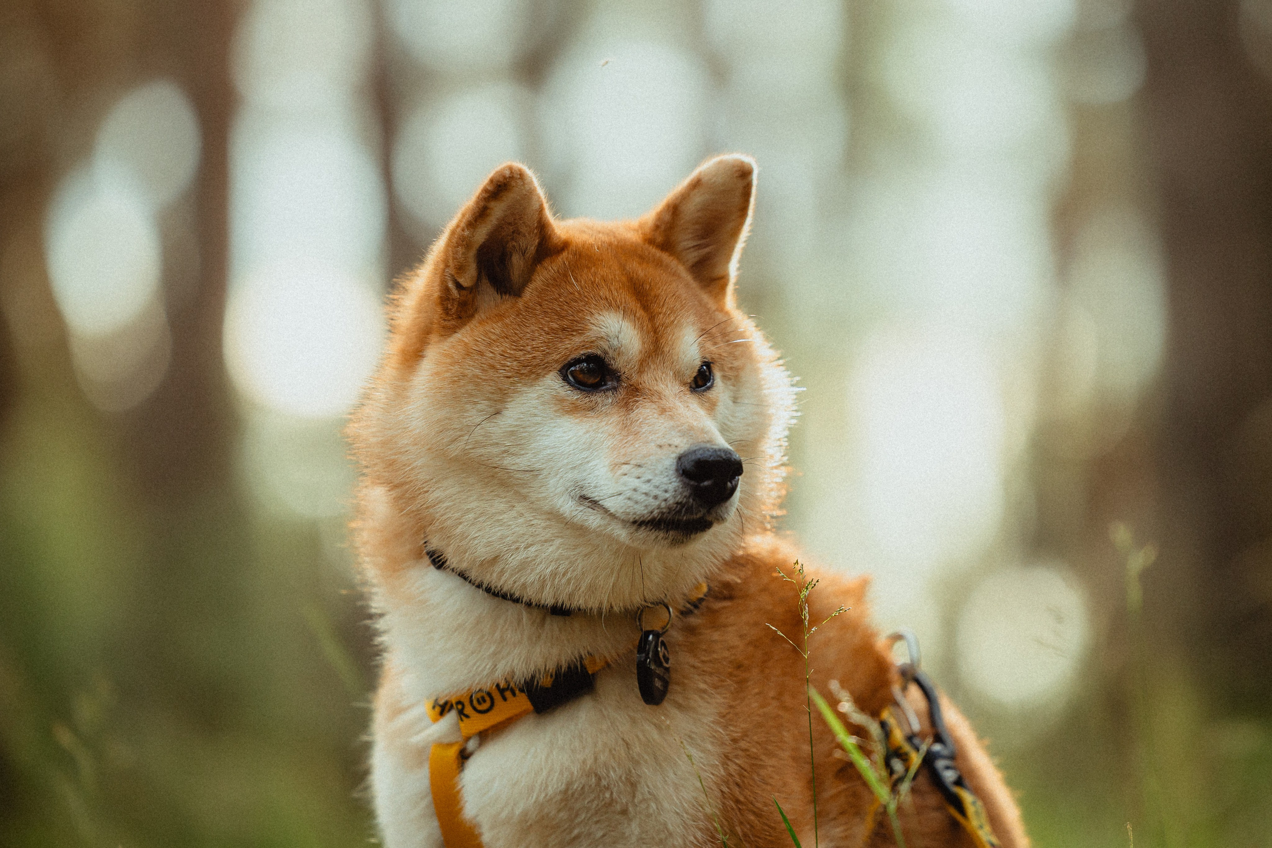 Выездной дог-тренинг от школы «Шерсть имею»