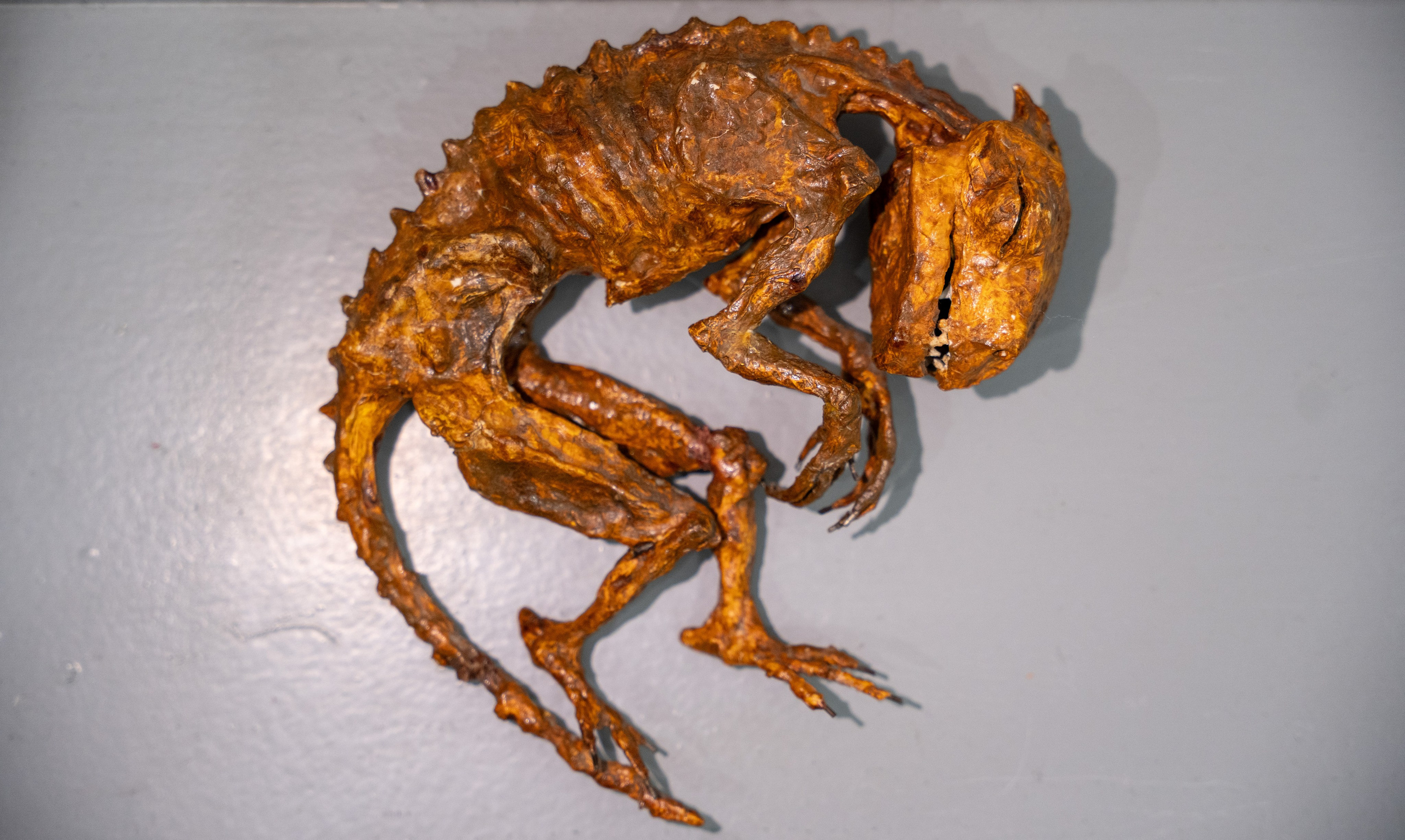 ЛЕС Авторский проект Юлии Якубович 04.11.2025. Портретный и репортажный фотограф в Москве Разуменко Роман