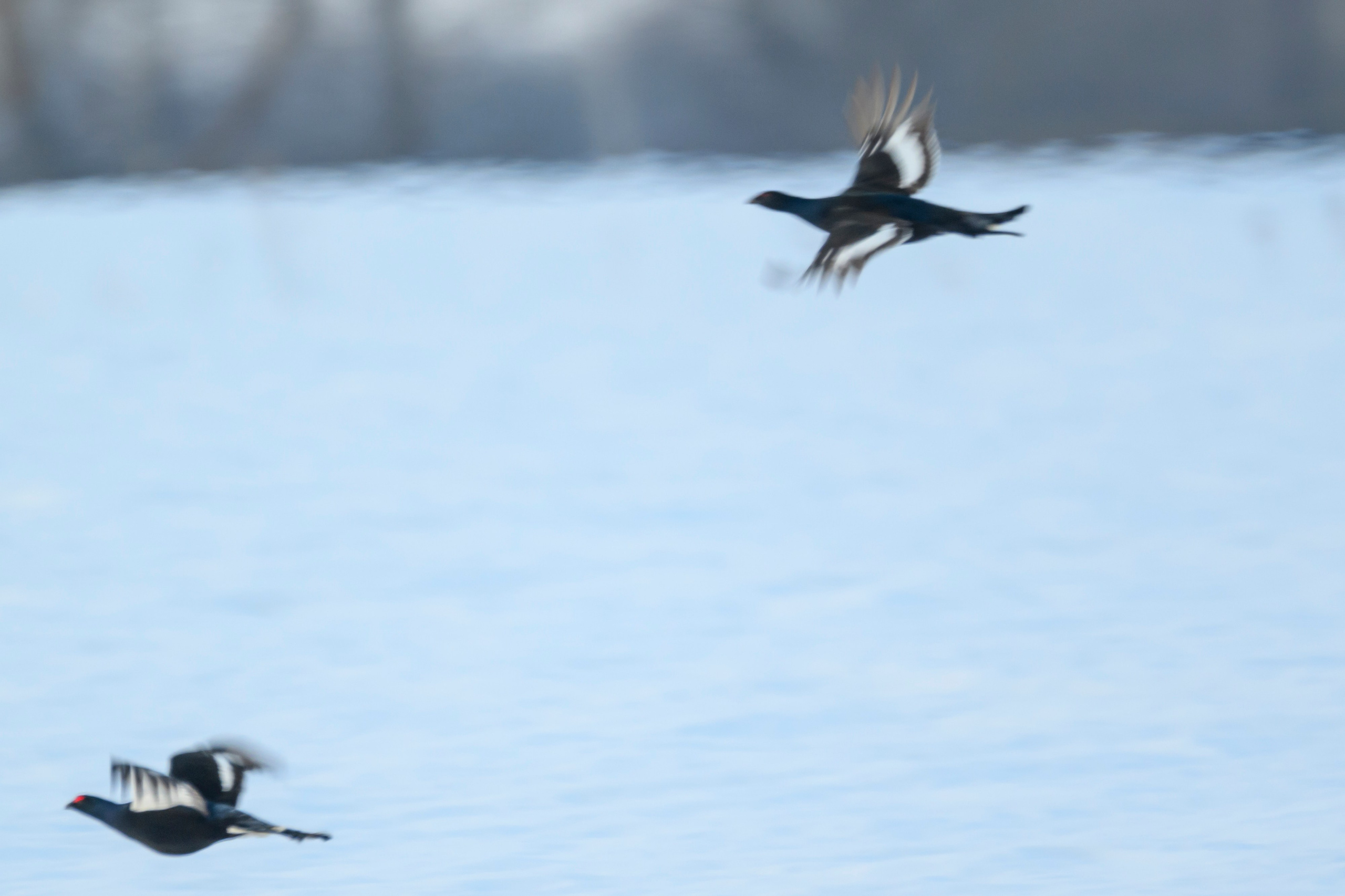 Утро в лесу. Лиса, лось, тетерева и одинокий гоголь. Wildlife photography by Sergey Puponin