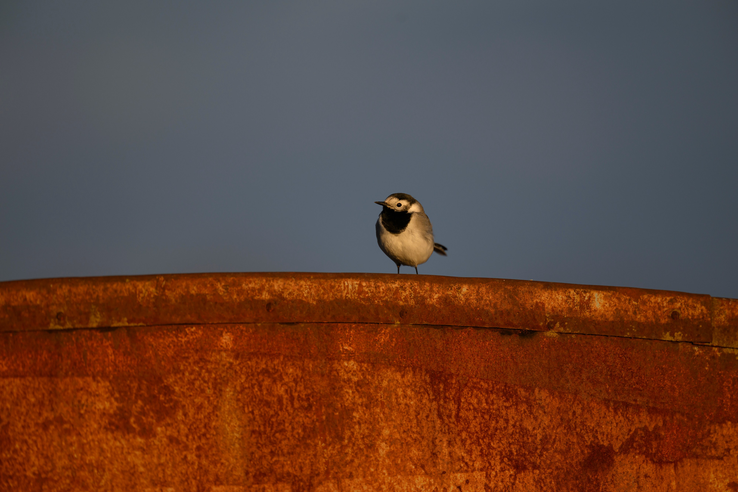 Вороны отжали рыбу у коршуна. Wildlife photography by Sergey Puponin