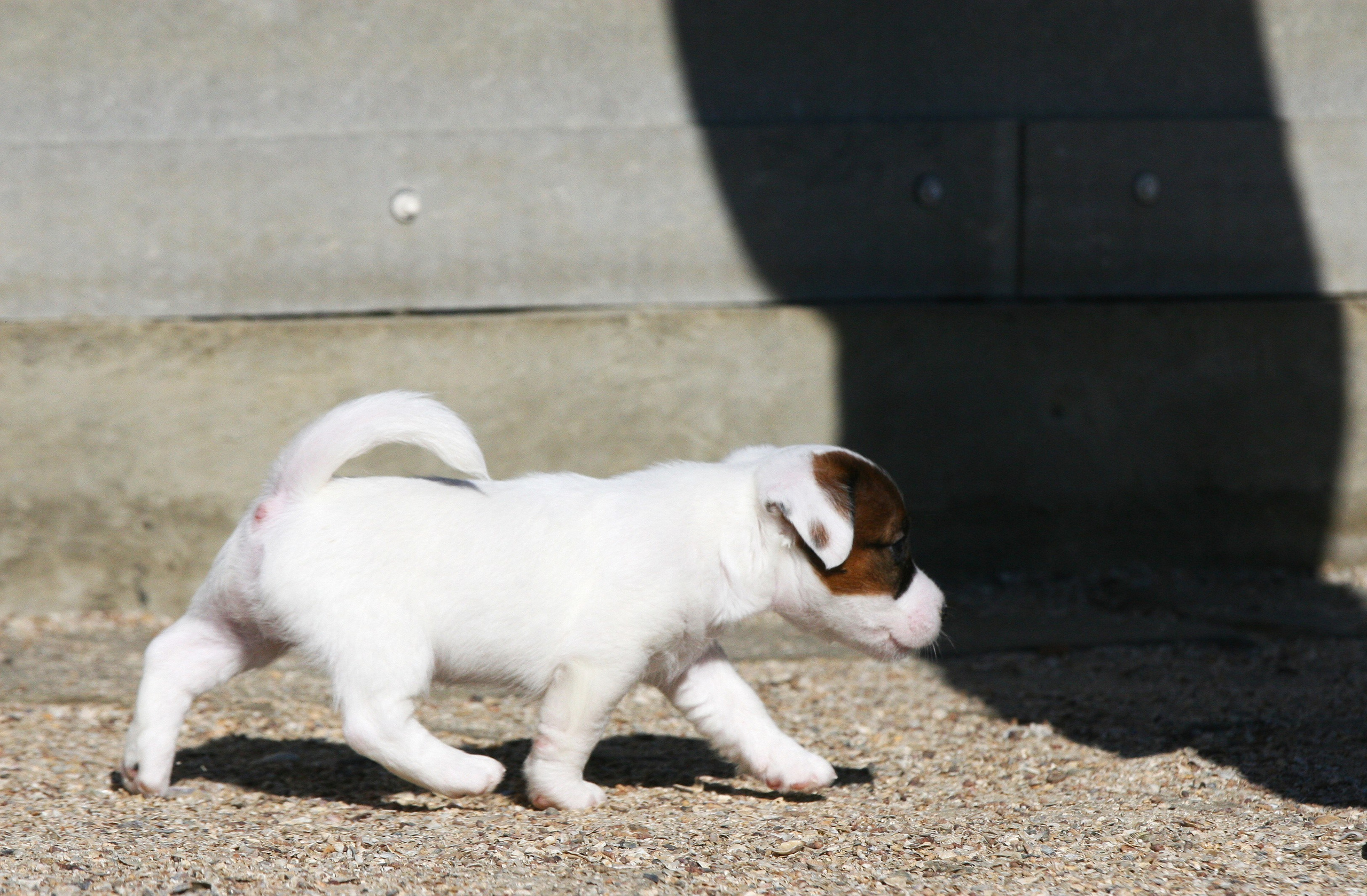 Male 1 light brocken. Lovely-Orange питомник джек рассел терьеров