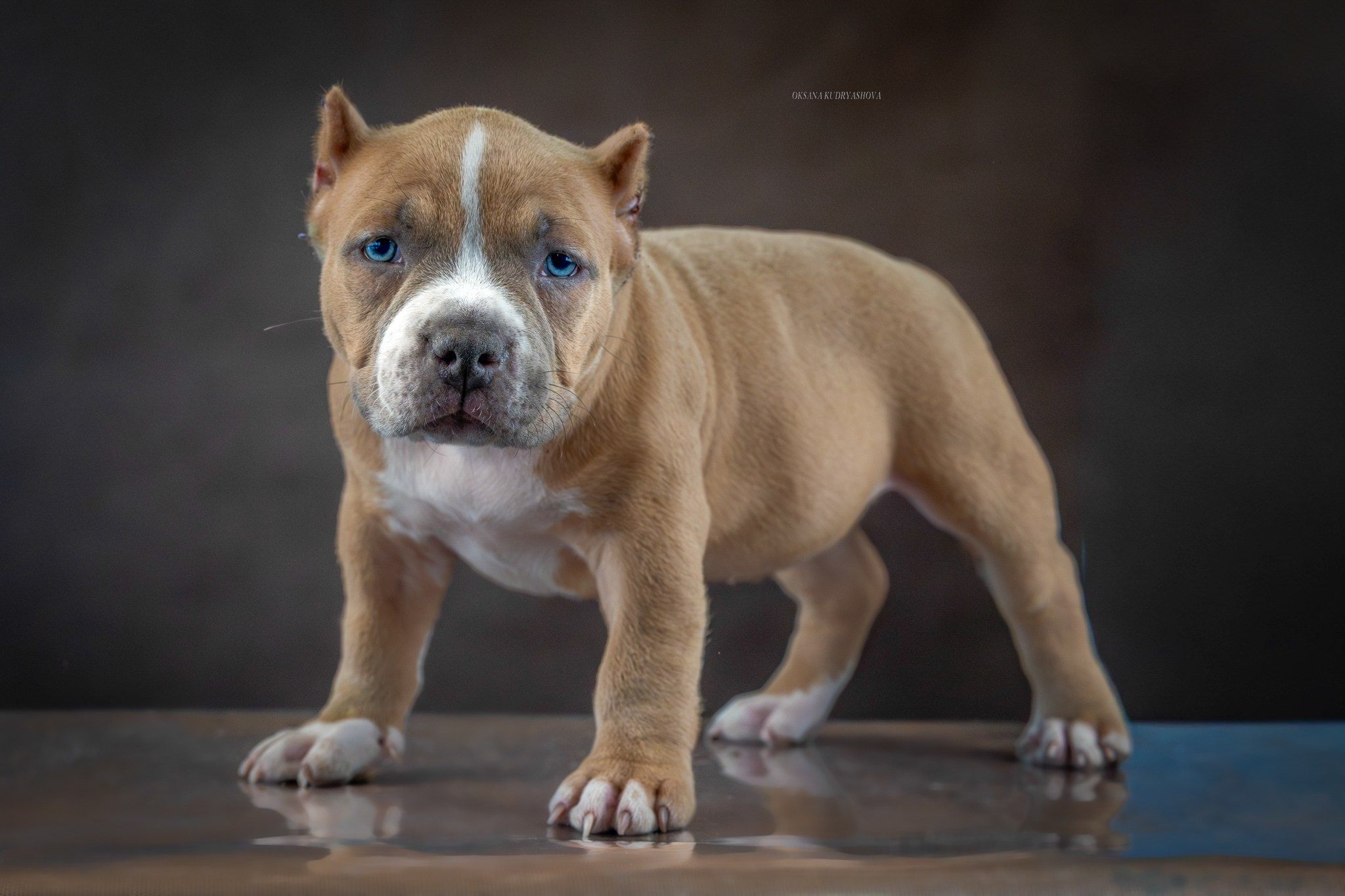 Американский булли!. Фотограф 📸 анималист, предметный, репортажный