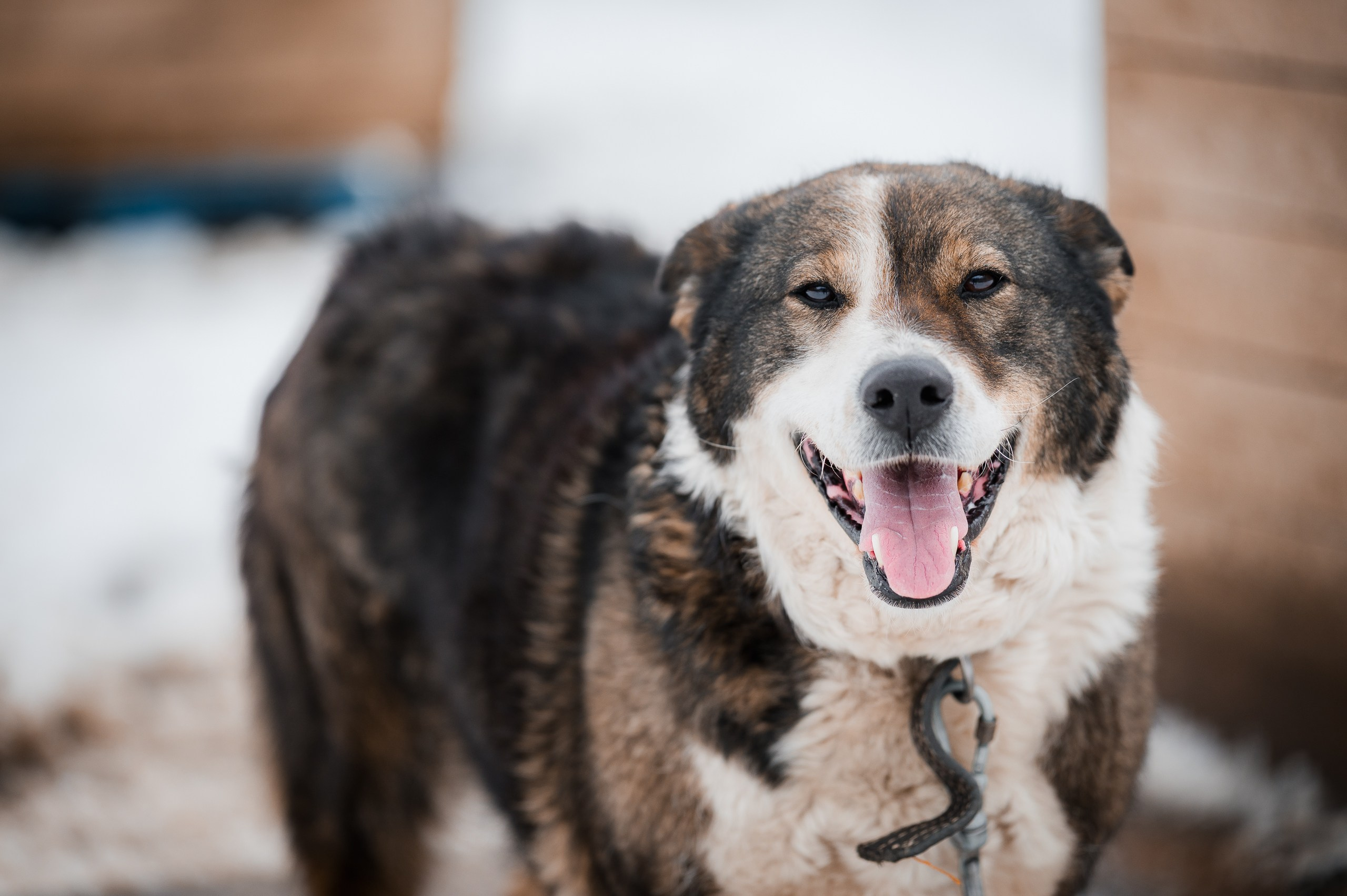 Арси. Улыбка собаки — спасение и пристройство бездомных собак