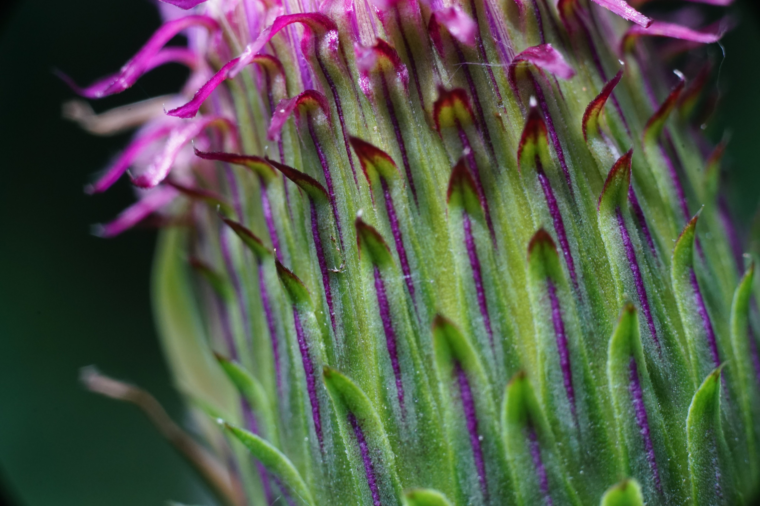 Макро. ZAGLADIN Bureau