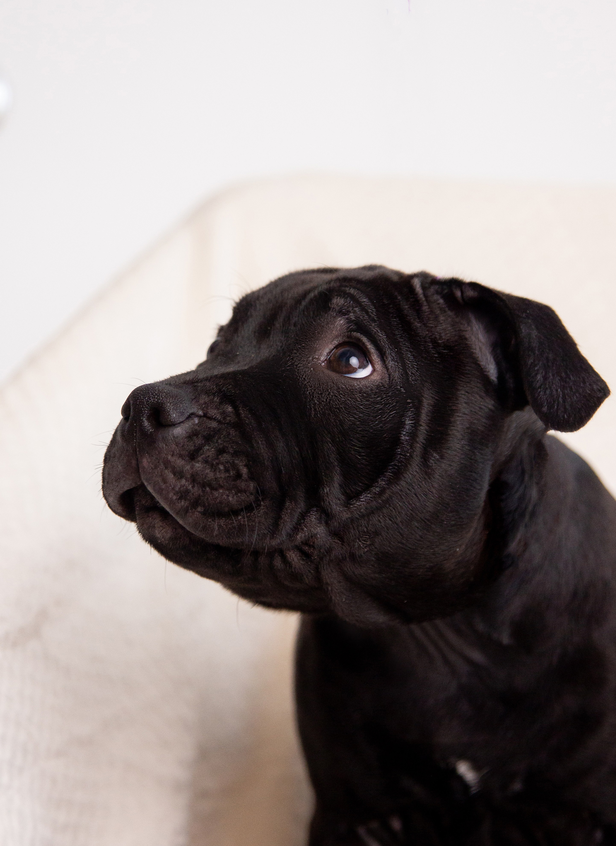Новогодние малыши. Фотограф Анималист в Перми Анастасия Остерман