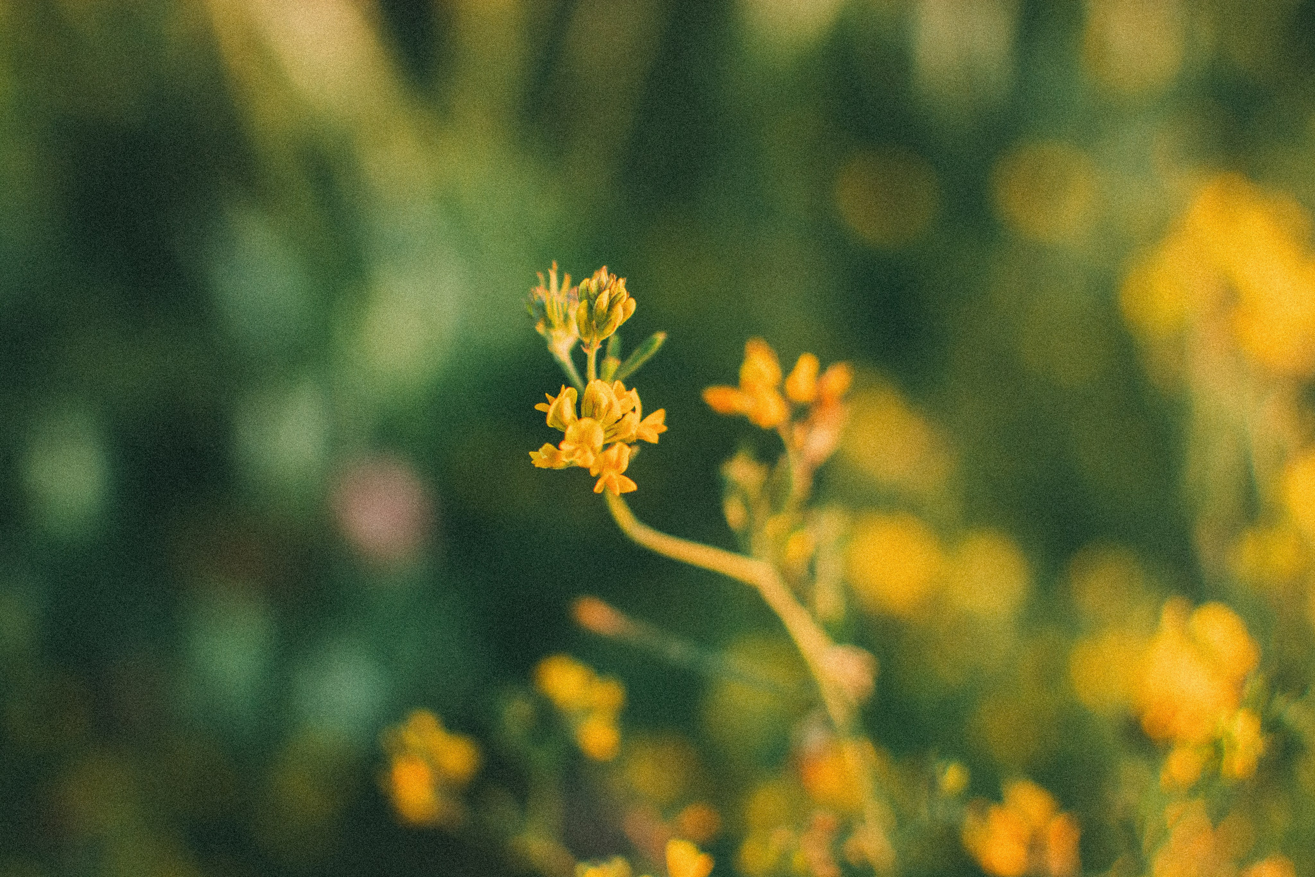 Лиза. Денис Прохоров Фотограф в г. Магнитогорск