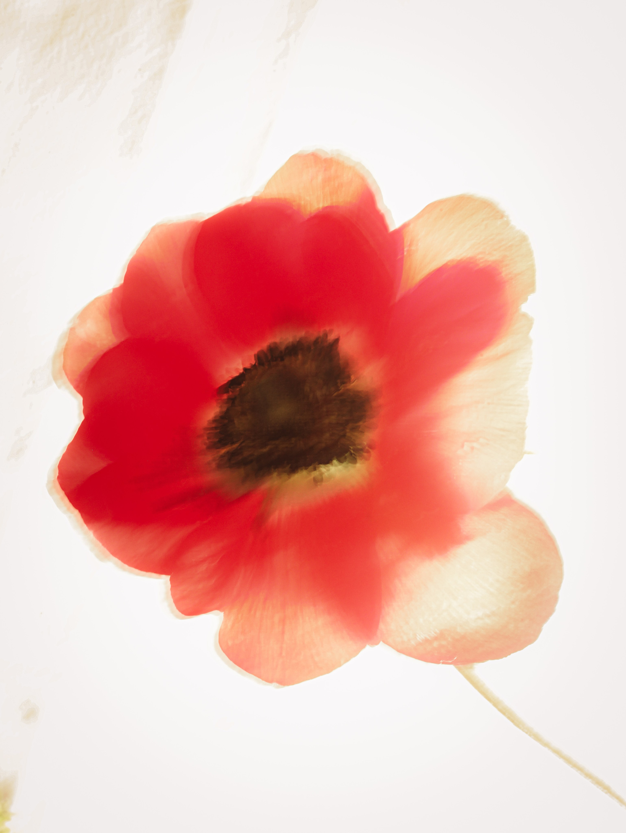 Природа &. Фотохудожник в СПб