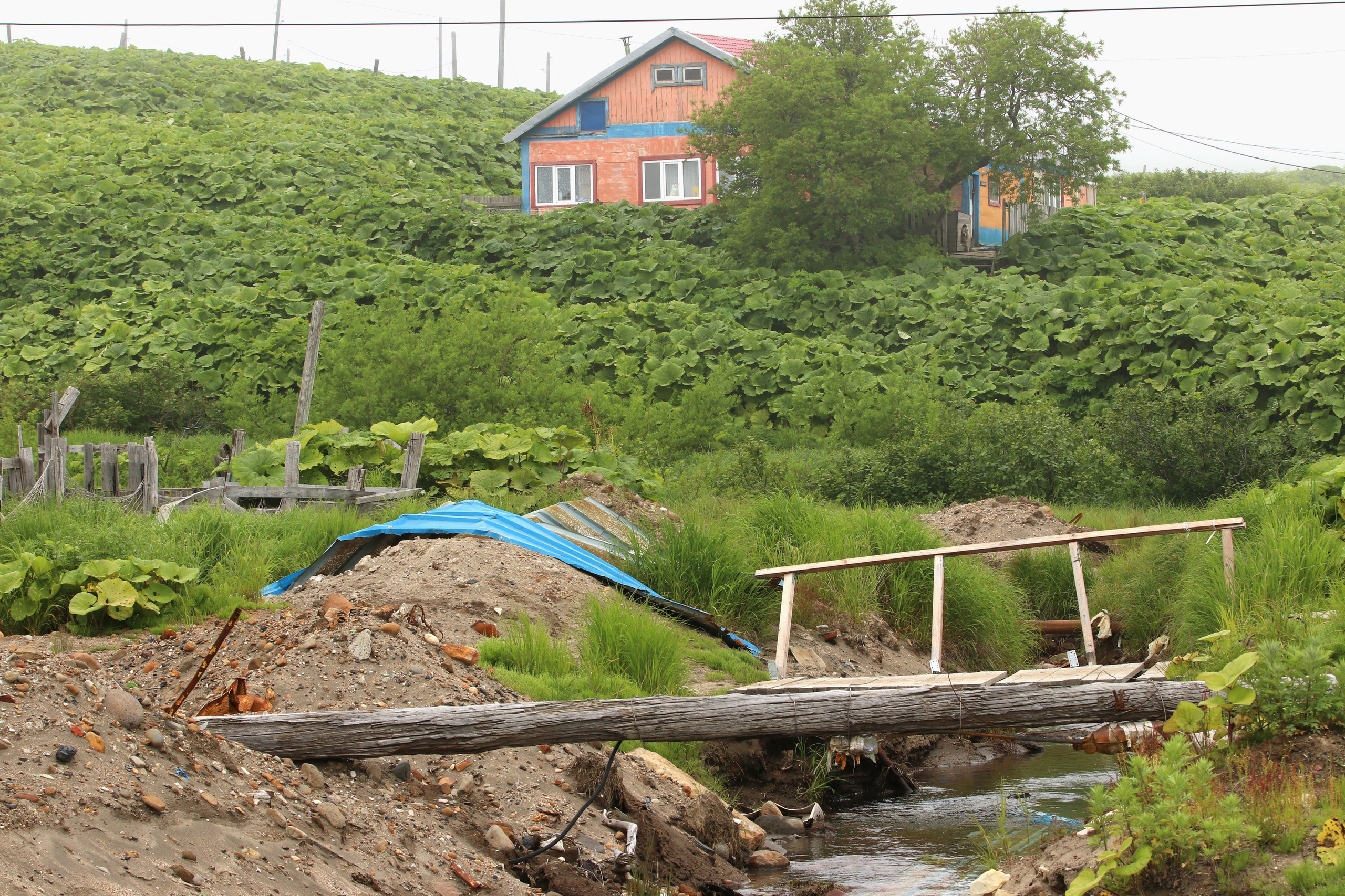 Камчатка и о. Парамушир. Июль 2024. Путешественник-фотограф из Санкт-Петербурга Татьяна Свистулина