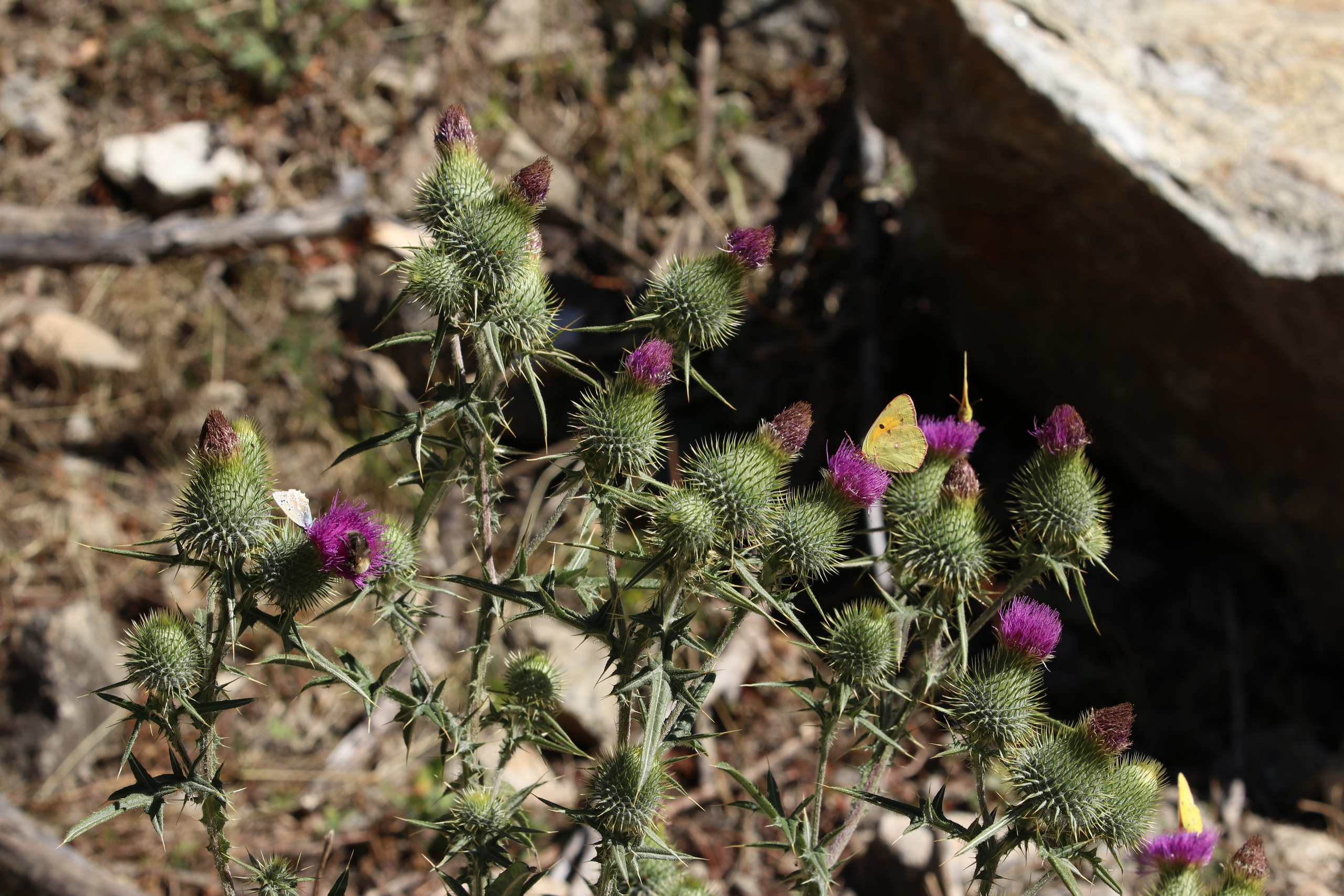 Приэльбрусье. Сентябрь 2023. Путешественник-фотограф из Санкт-Петербурга Татьяна Свистулина