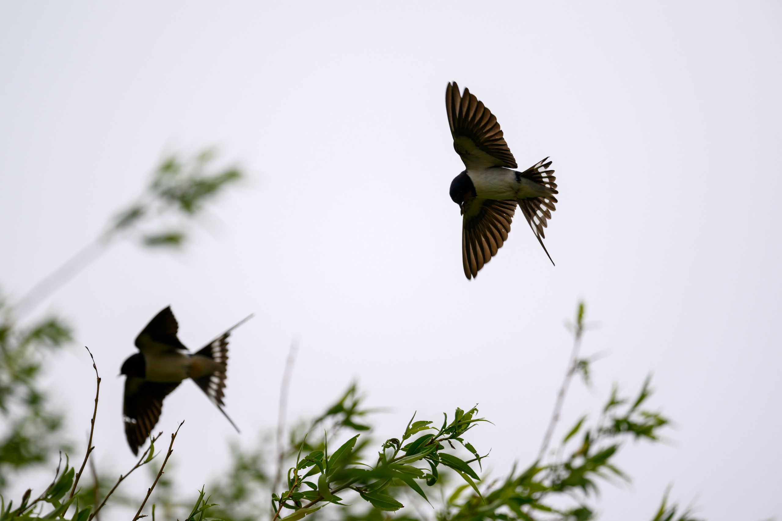 Болотные совы и лунь. Wildlife photography by Sergey Puponin