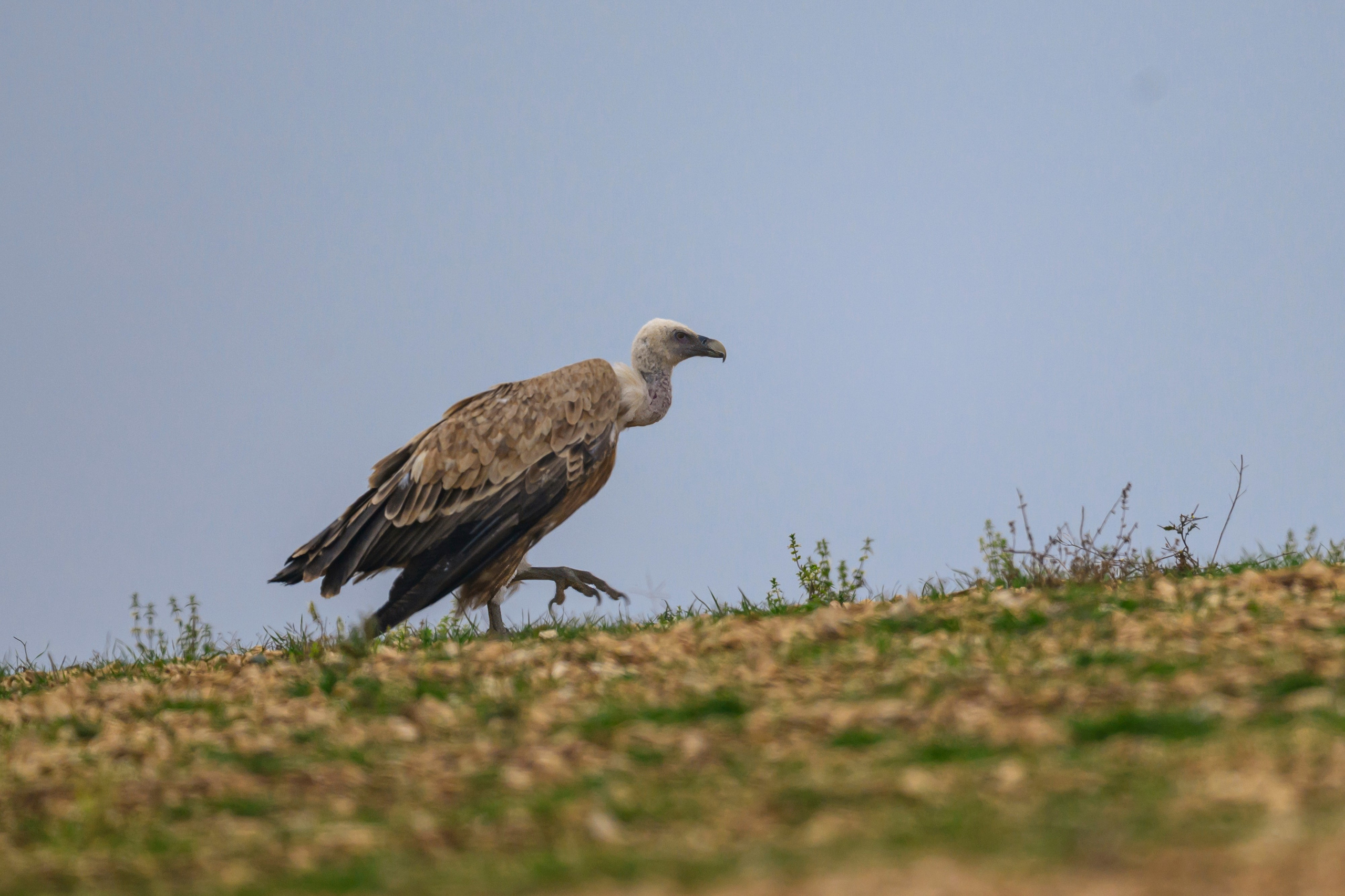 Дагестан. Ноябрь 2025. Фотограф Сергей Пупонин