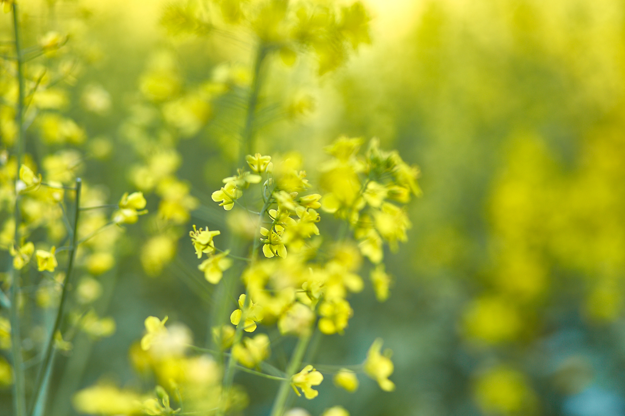 Фотосессия как способ отвлечься. Фотограф в Минске Анна Кучинская