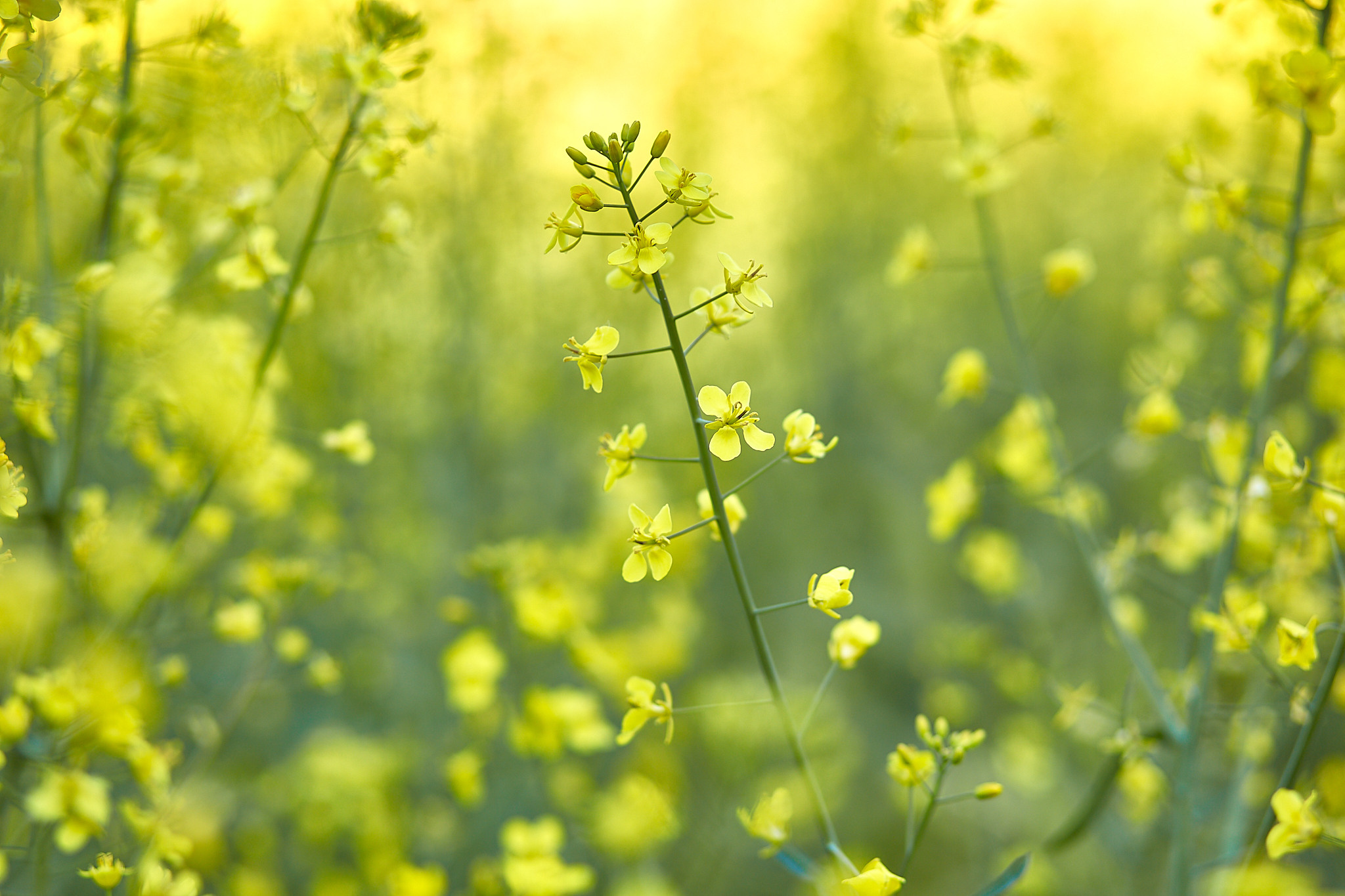 Фотосессия в рапсе в Минске. Фотограф в Минске Анна Кучинская