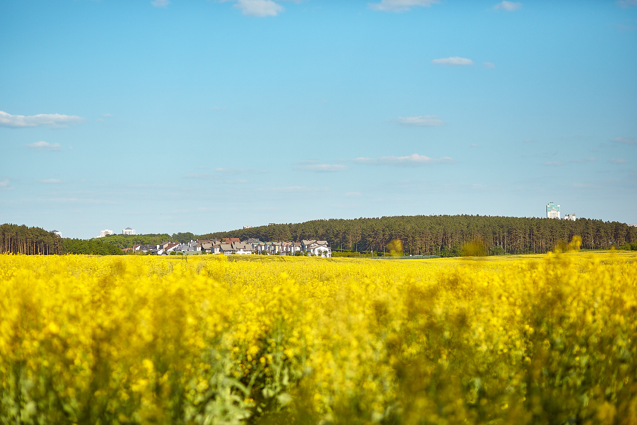 Фотосессия в рапсе в Минске. Фотограф в Минске Анна Кучинская