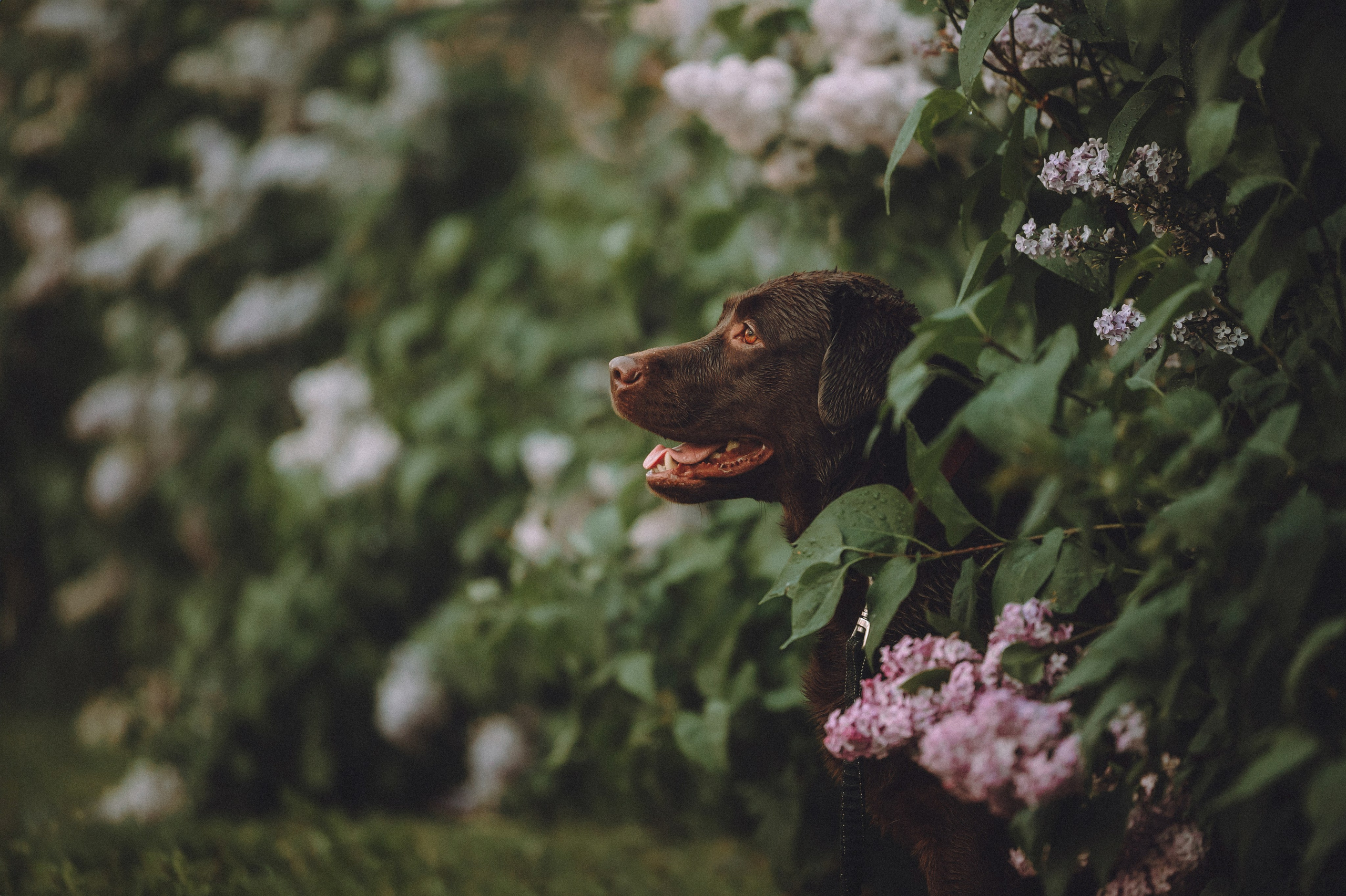 Катя, Ваня и Джеси