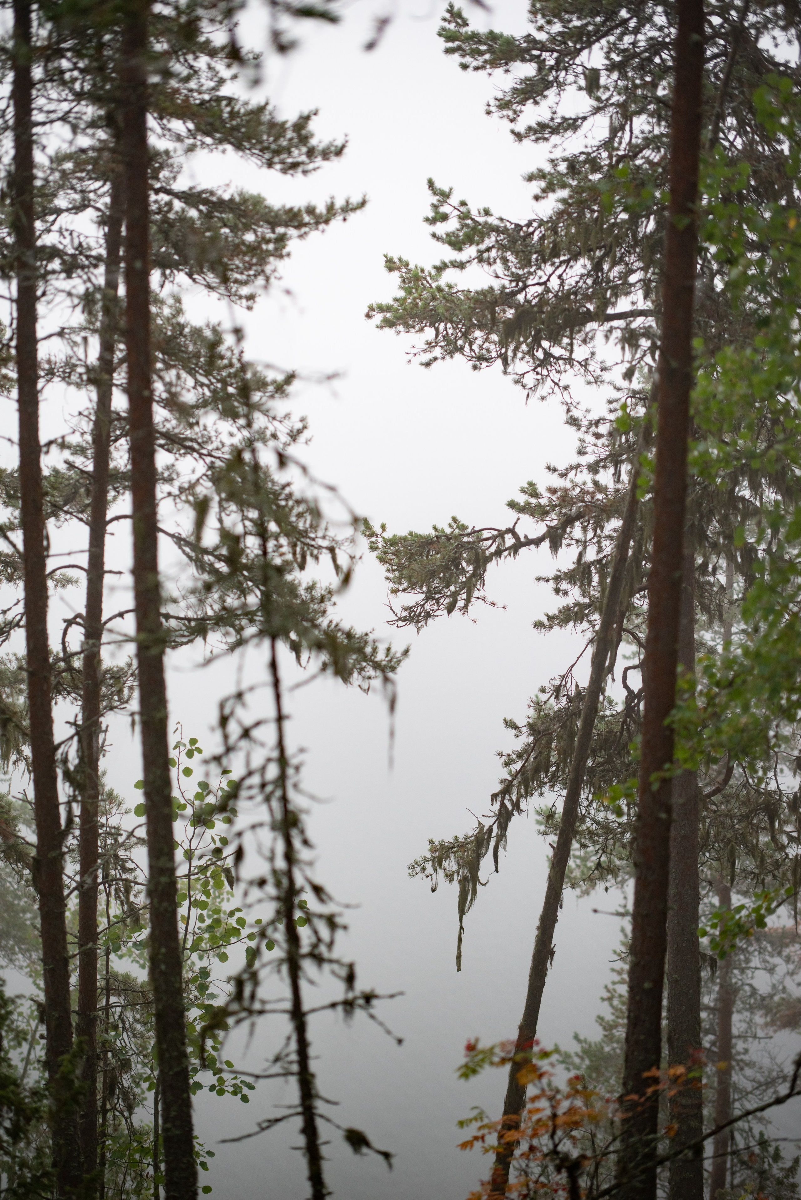 Осень на 85DFA*. Портретный фотограф Денис Милютин