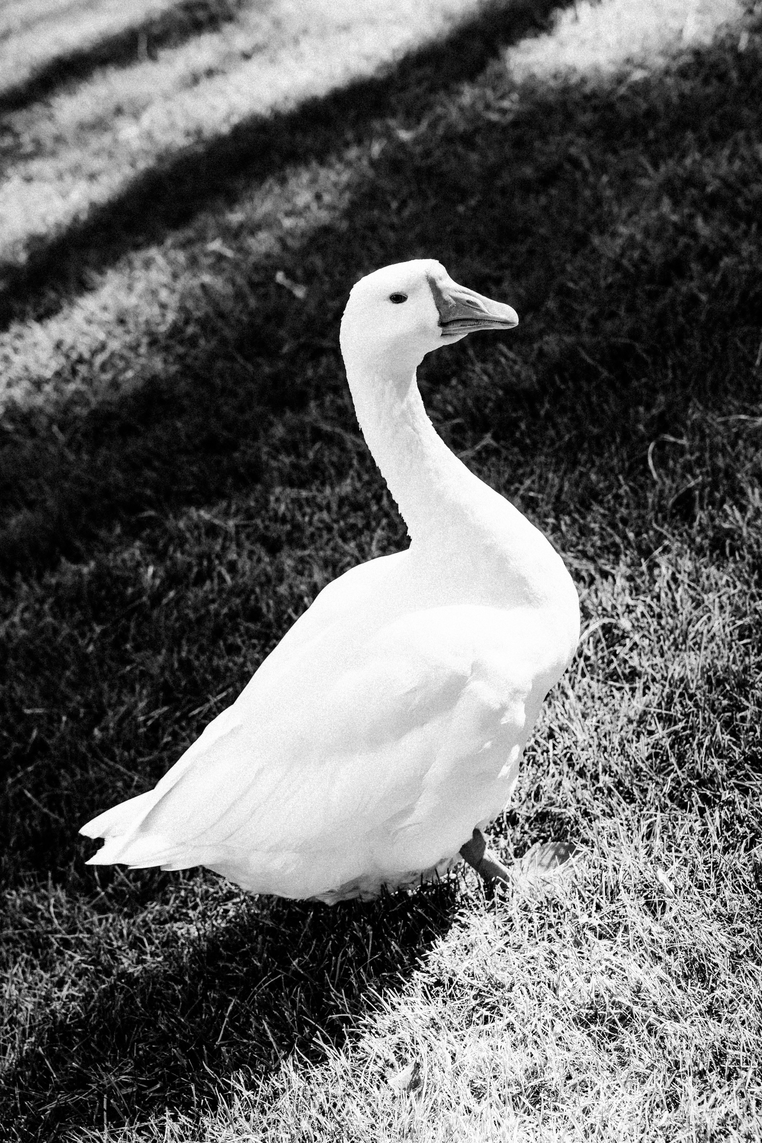 Бэки монтаж