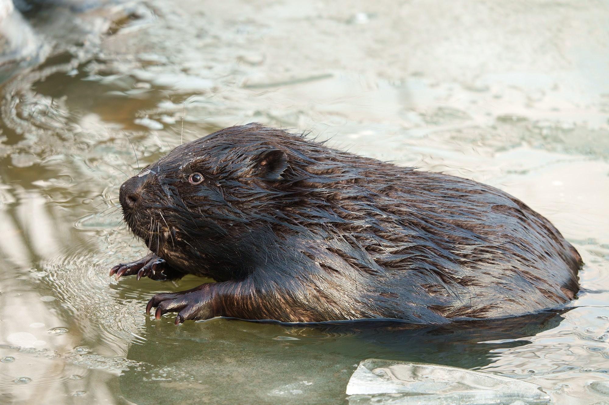 Животные. Ваш личный фотограф Марина Волкова
