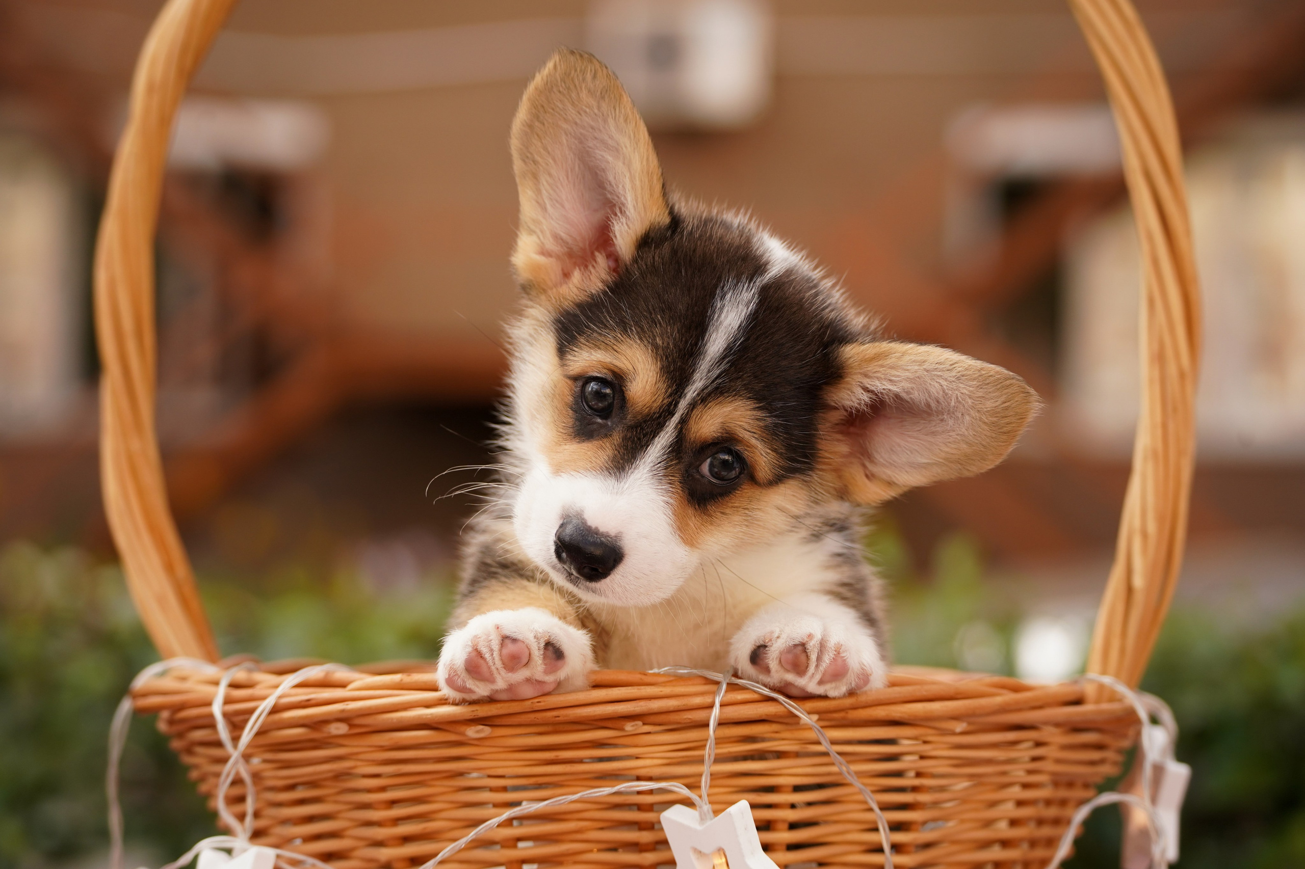 Корги. Фотограф-анималист Анастасия Большакова