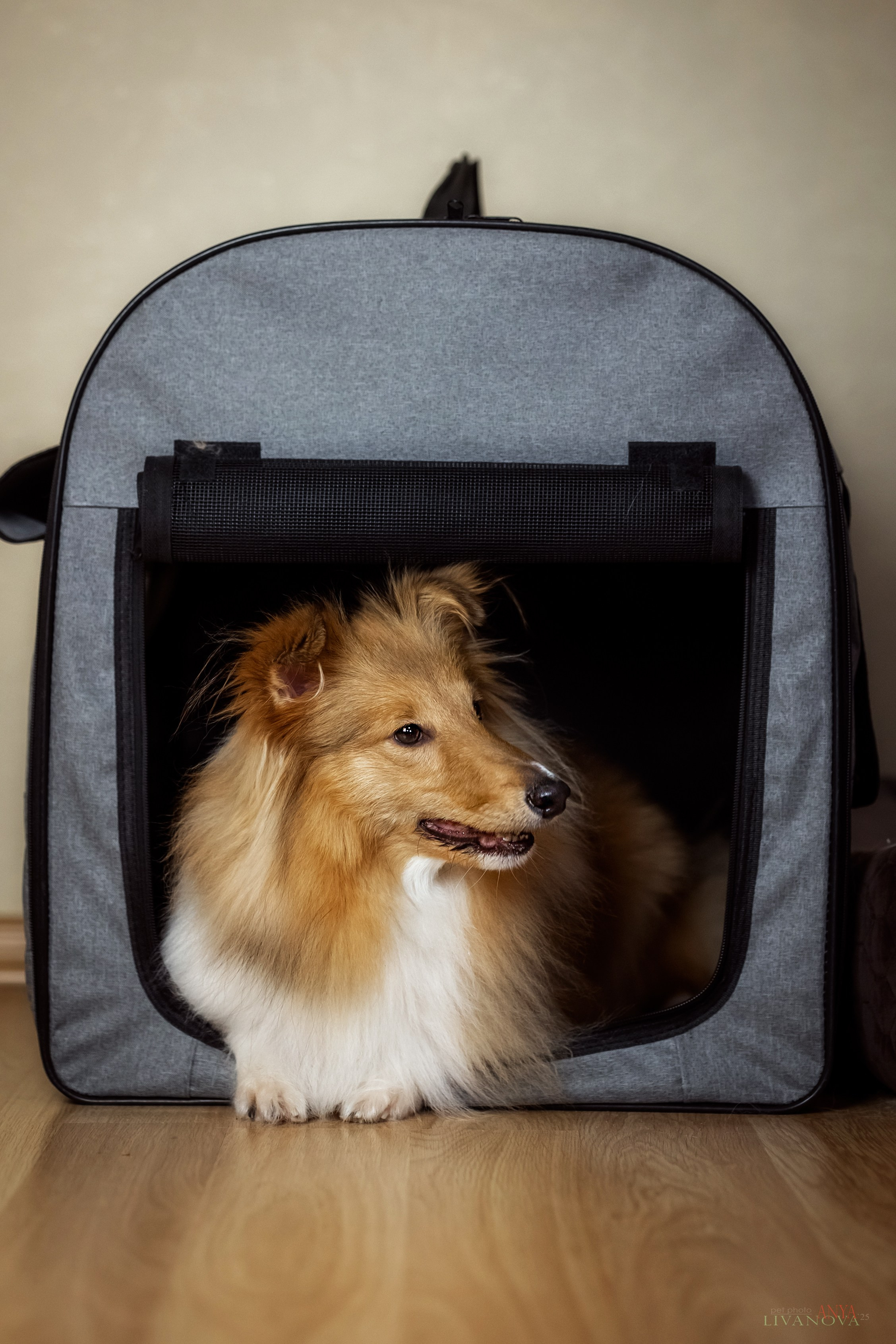 Ника. Фотограф анималист Аня Ливанова | Рыбинск