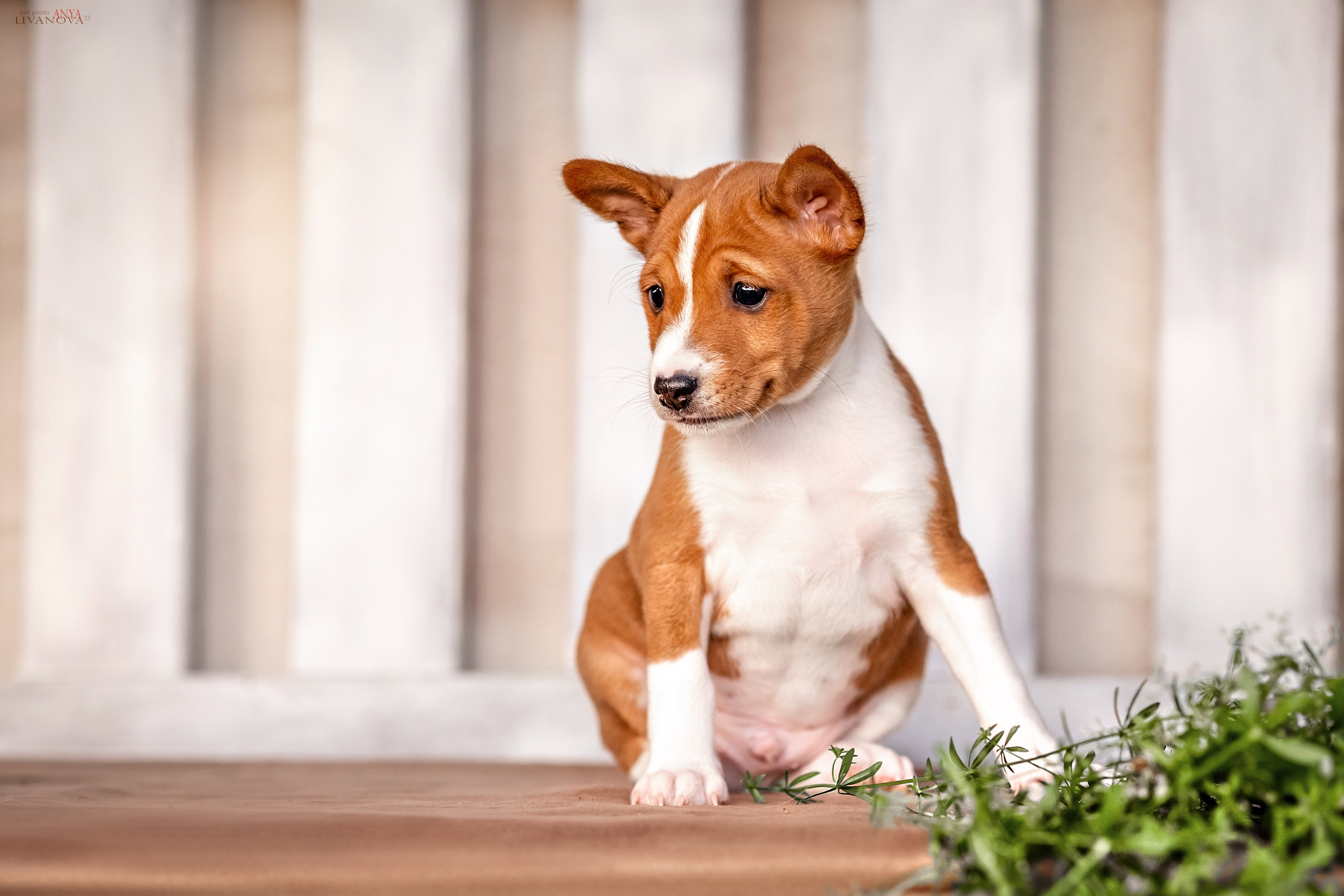 Басенджи. Фотограф анималист Аня Ливанова | Рыбинск