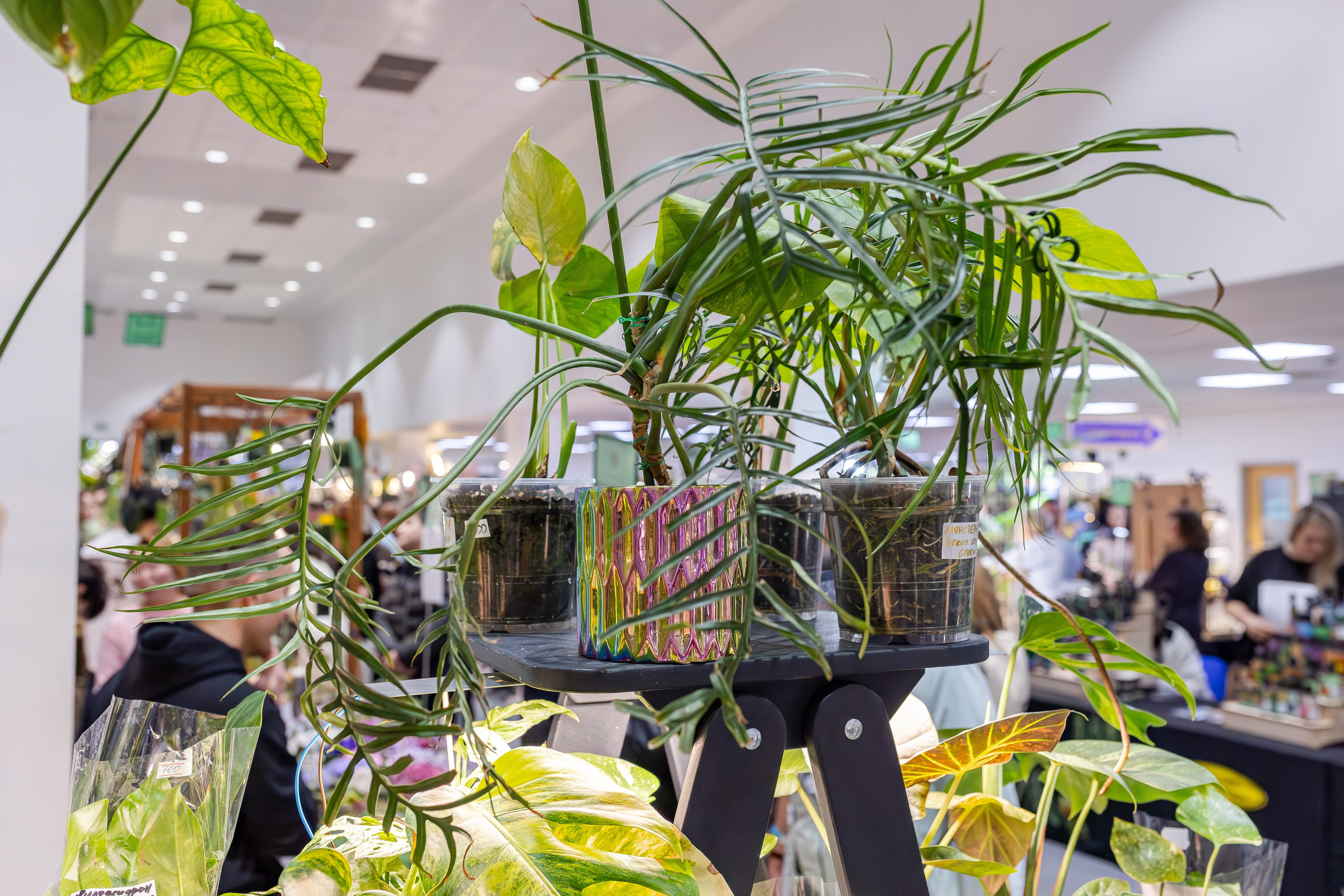 Монстериум апрель 2026. Александра Куликова фотограф, Москва