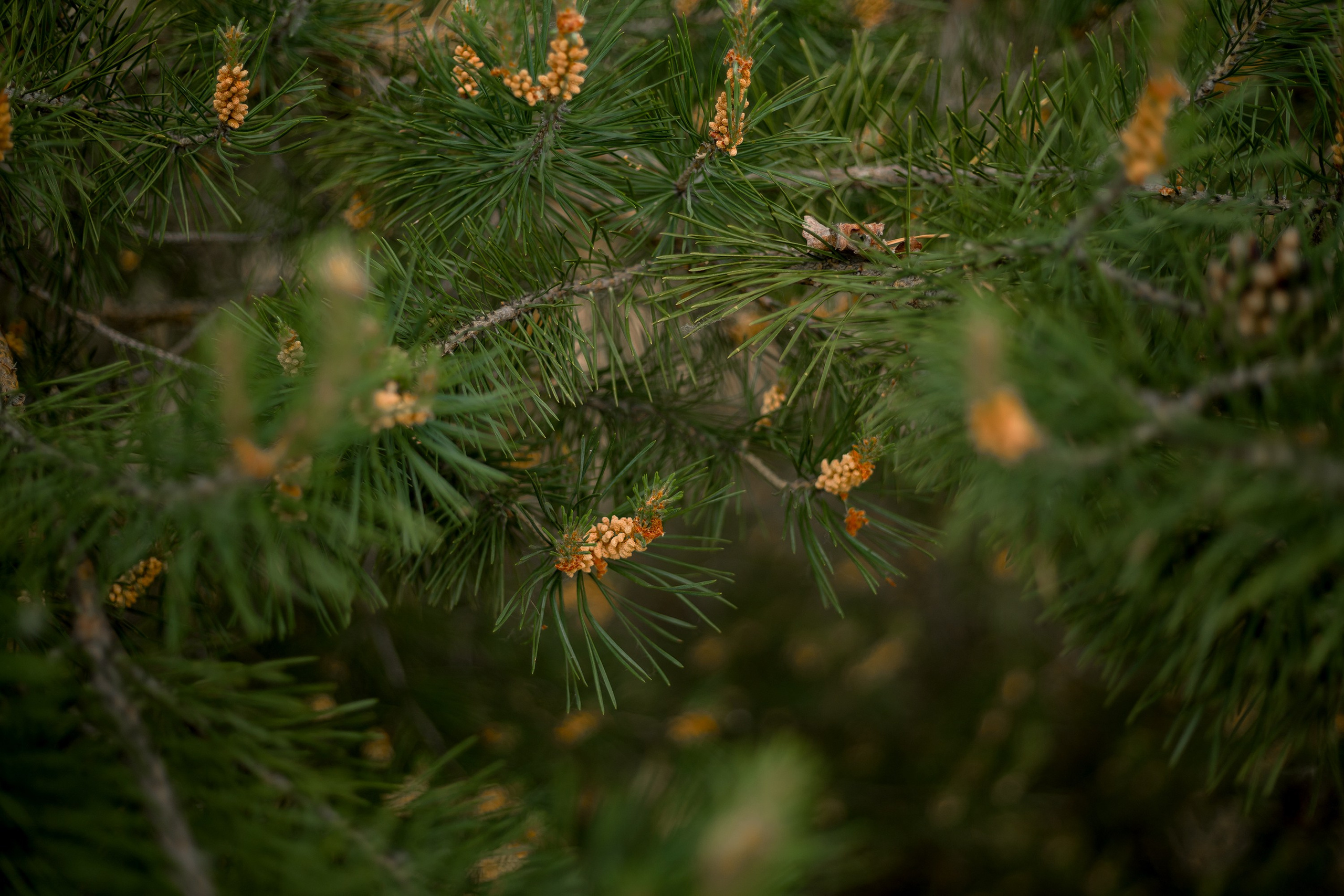 Ботаника. Контент-фотограф в Нижнем Новгороде Антошина Ольга