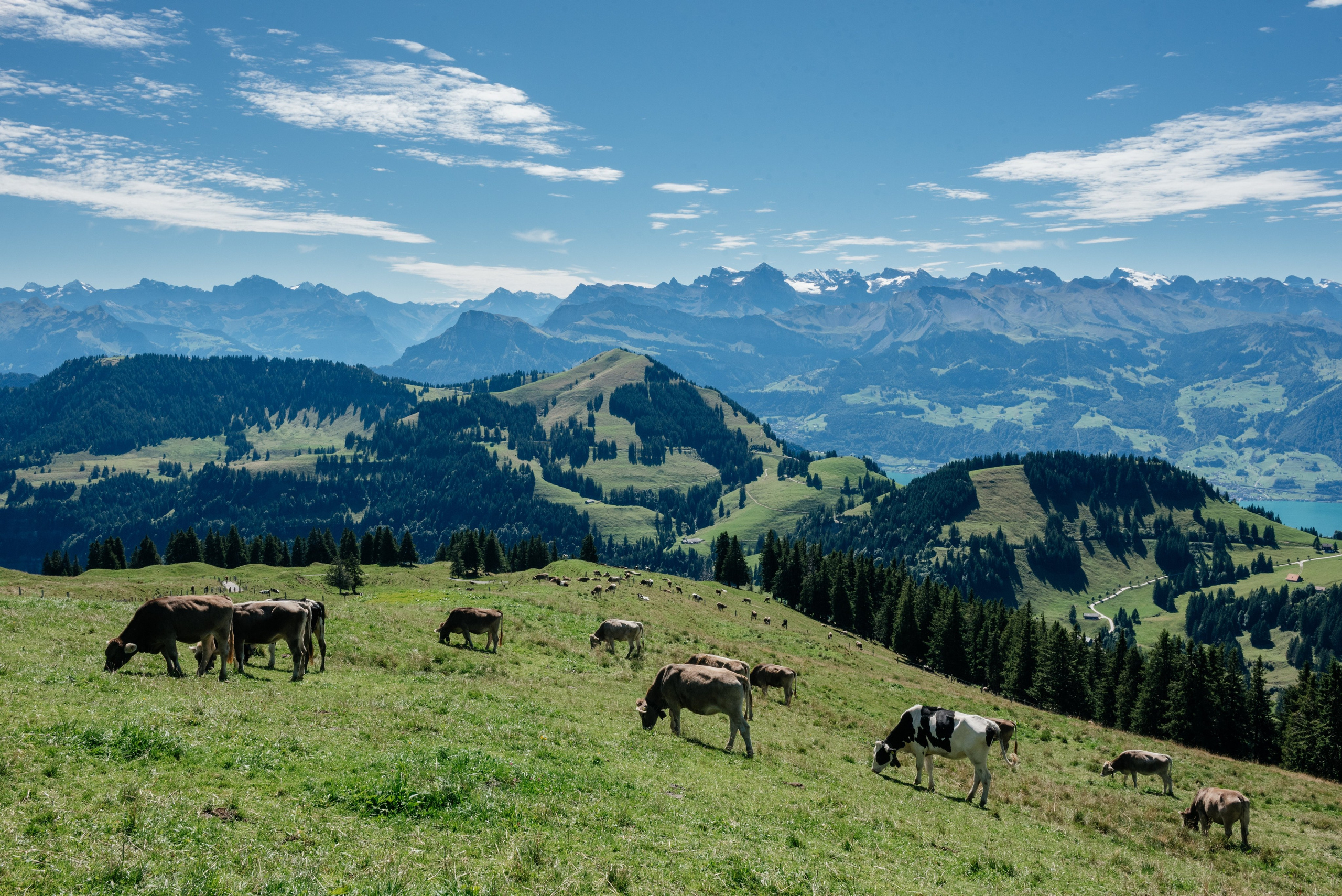 Elizabeth & Mitchell (Lucerne, Switzerland). Фотограф в Швейцарии и Европе Анна Алексеенко