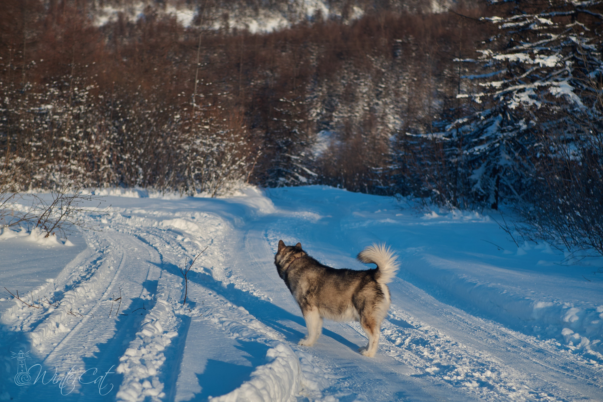 Валерия и Егор. Портретный и репортажный фотограф в Магадане Андрей Нефедов WinterCatPhoto