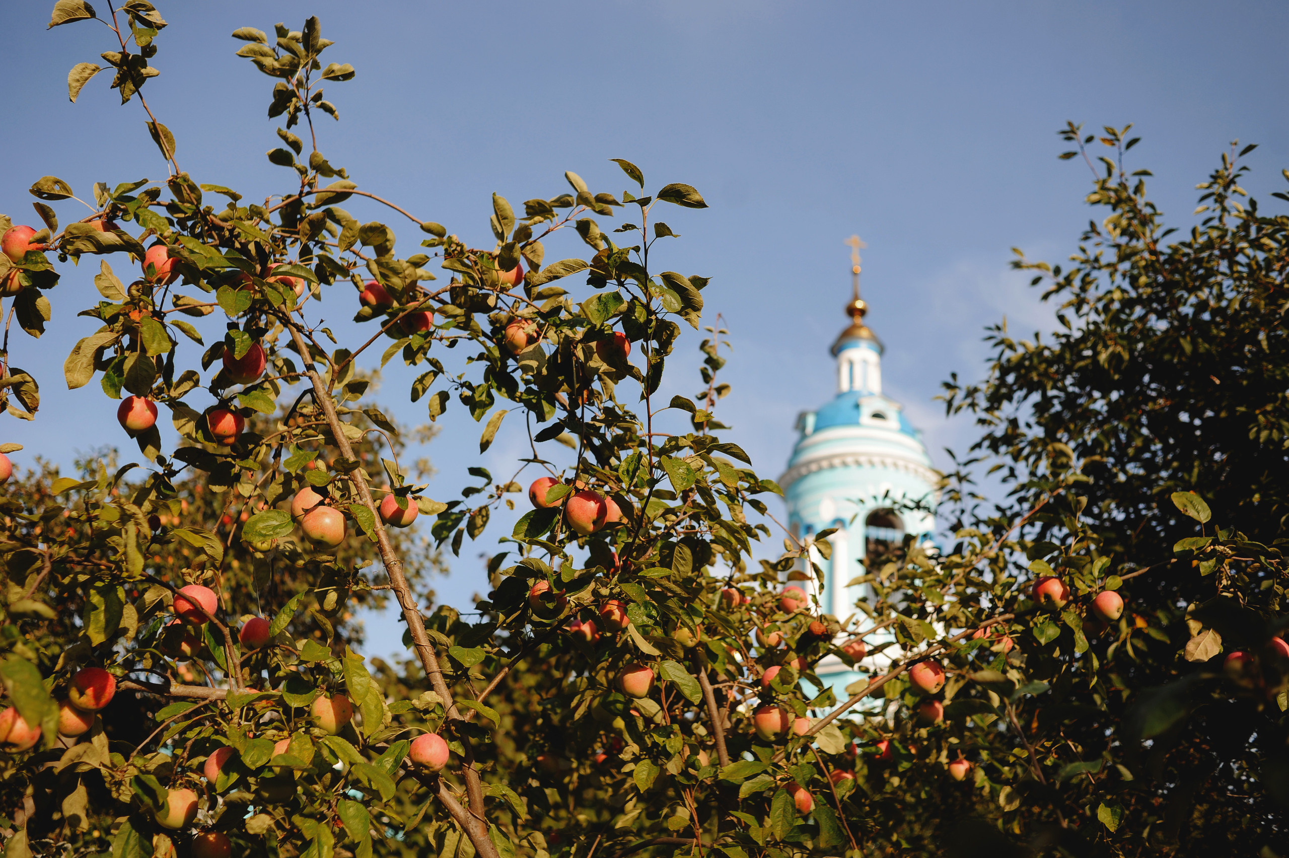 Один день большой семьи. Ваш семейный фотограф