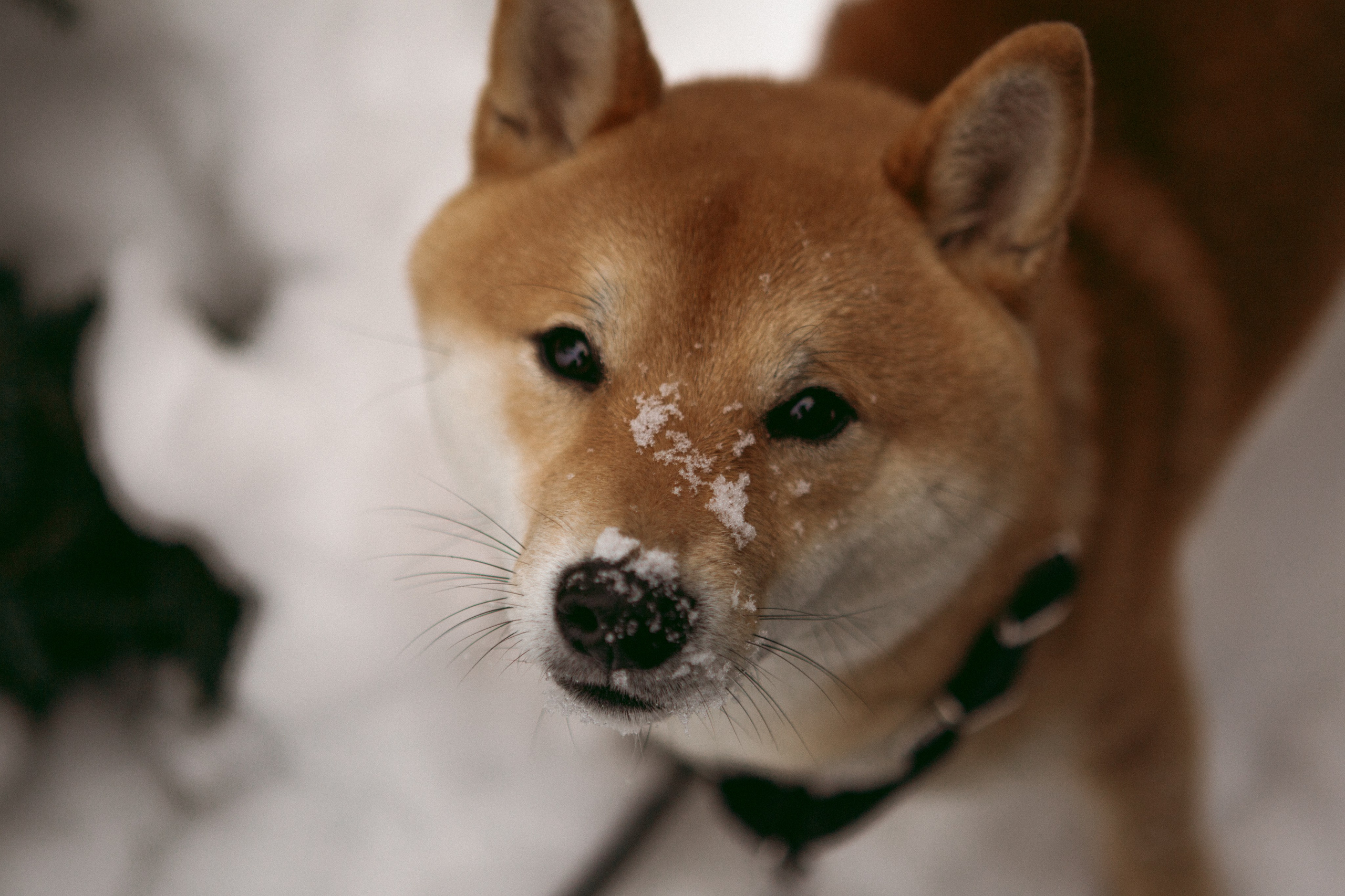 Katya, Dima, Rokki. Portrait, family and pet photographer in Cyprus, Ksenia Bourdelle