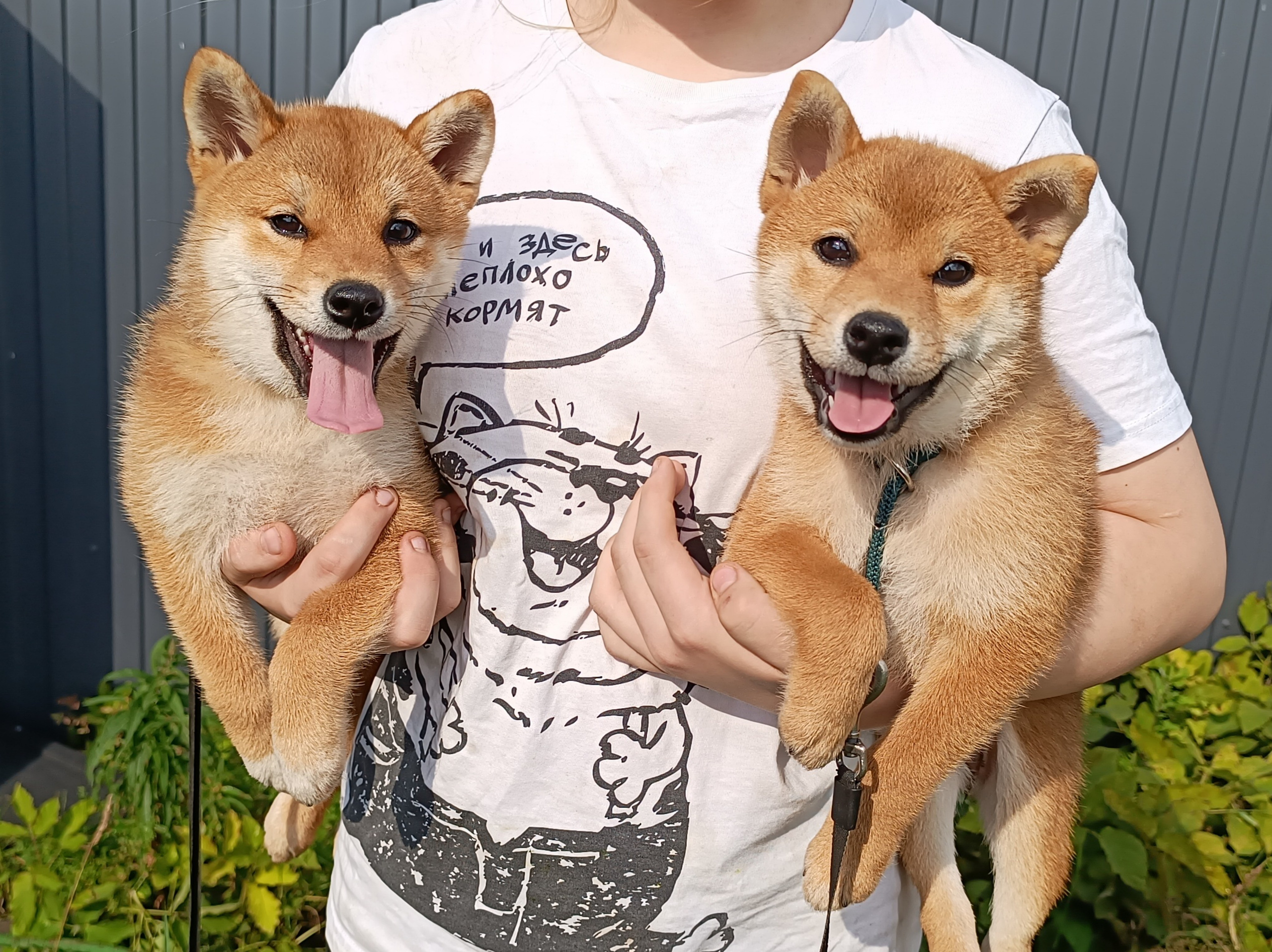 сиба питомник Рубилайт щенки на продажу rubylight  сиба щенки купить СПб Санкт-Петербург