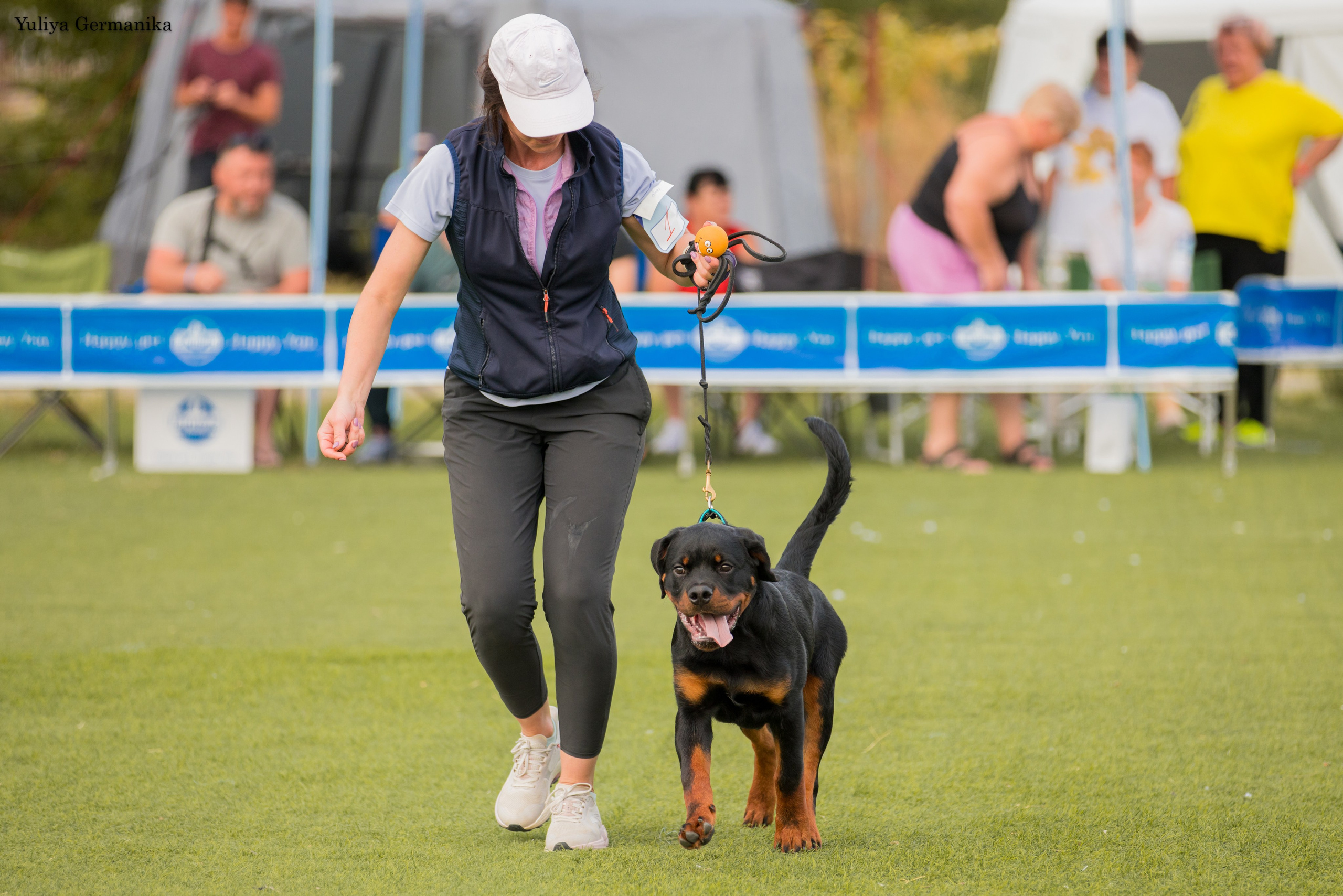 Анапа 16-17.09.2023 моно ротвейлеров. Фотограф-анималист Юлия Германика