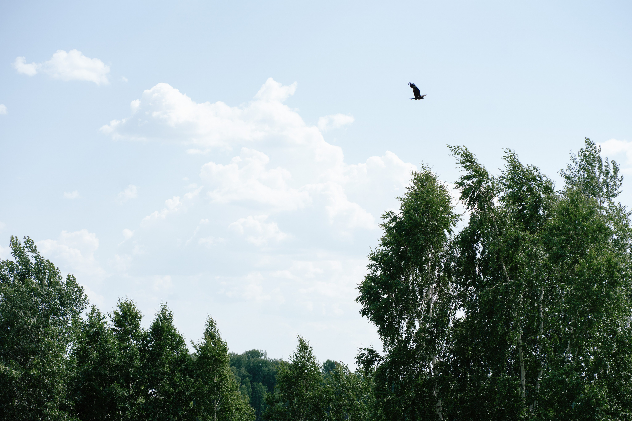 К & К. Свадебный фотограф в Санкт-Петербурге — Евгения Лютоева
