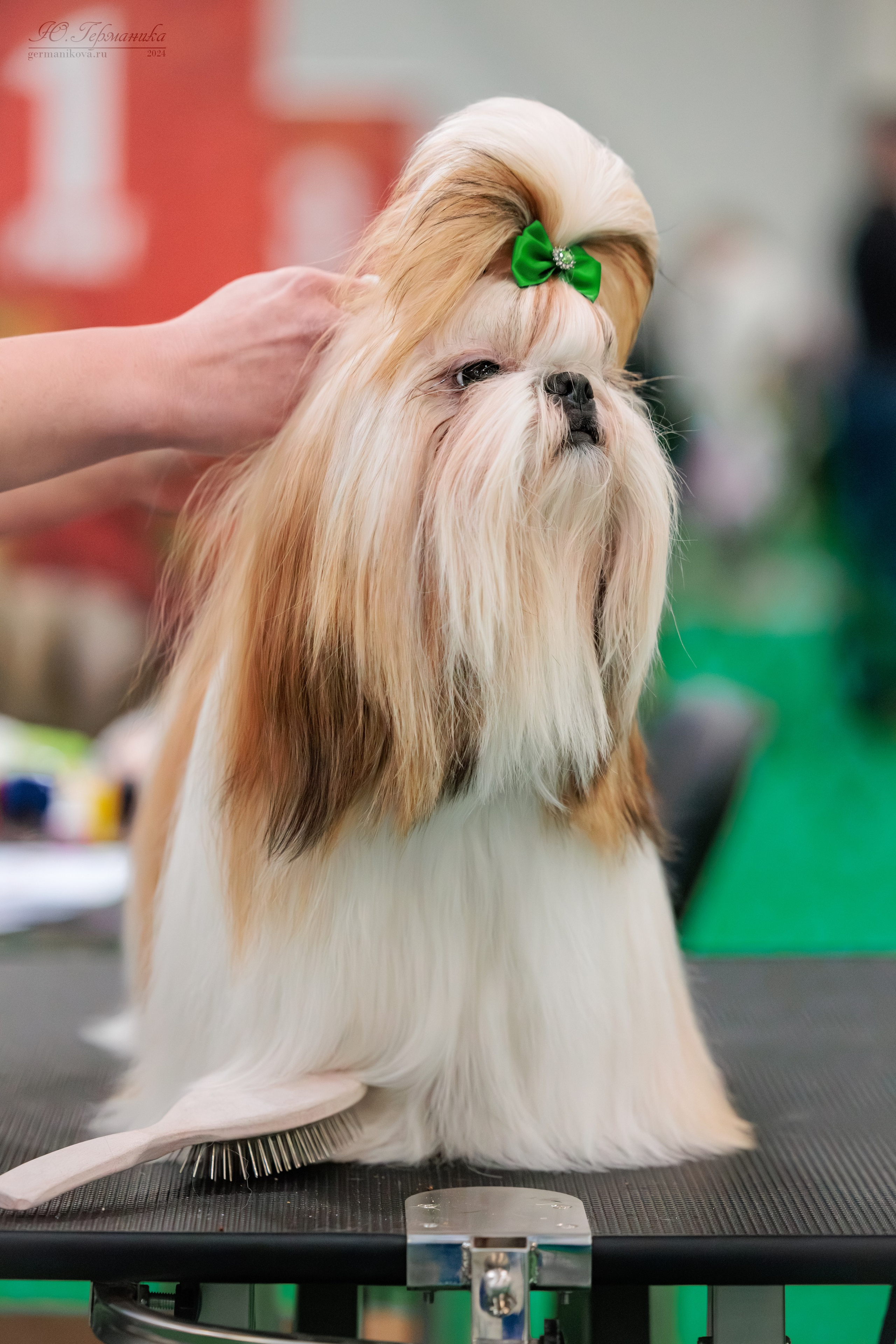 Крокус 21.12.2024,Сфера 29.12.2024. Фотограф-анималист Юлия Германика