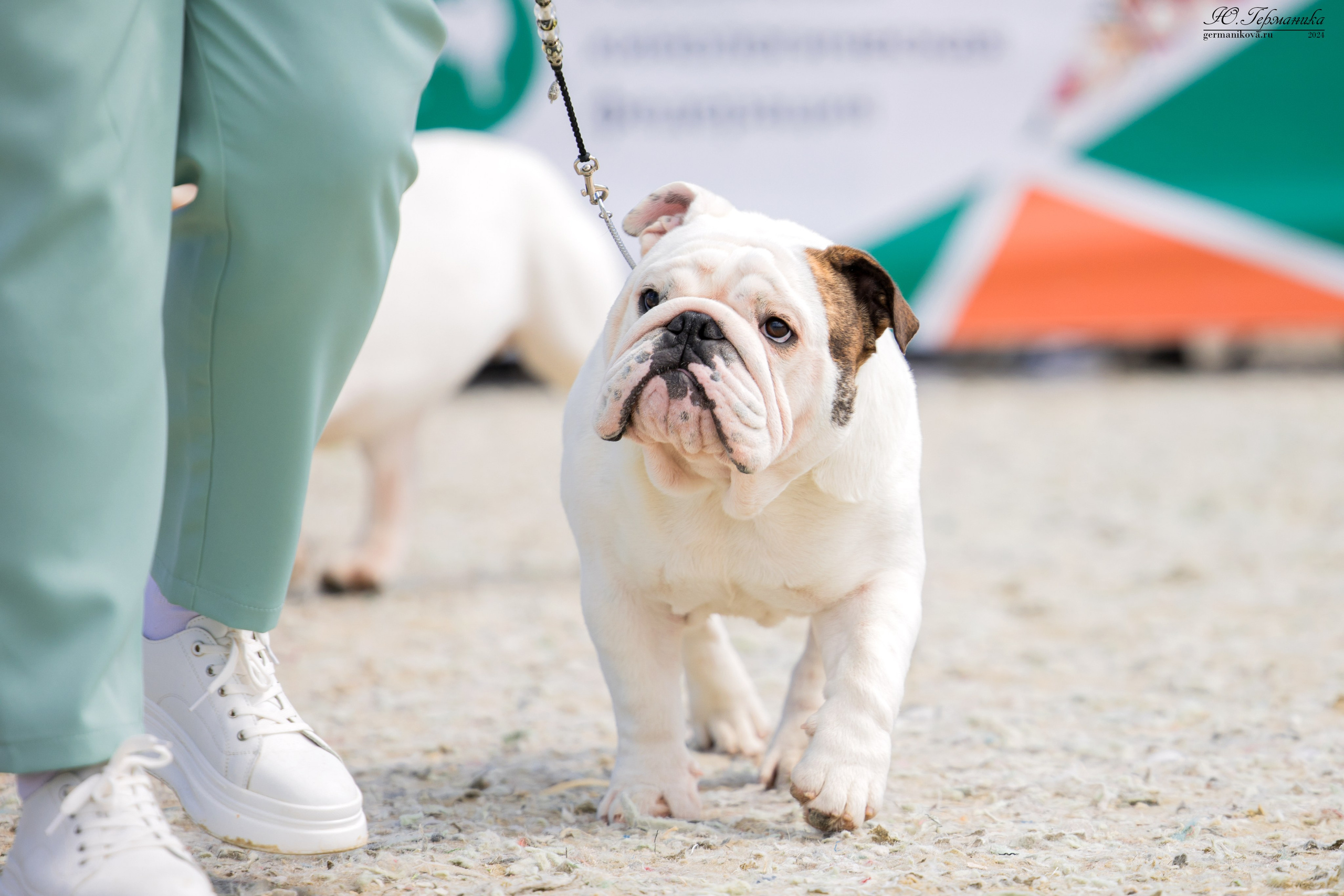 РОССИЯ 8-9.06.2024. Фотограф-анималист Юлия Германика