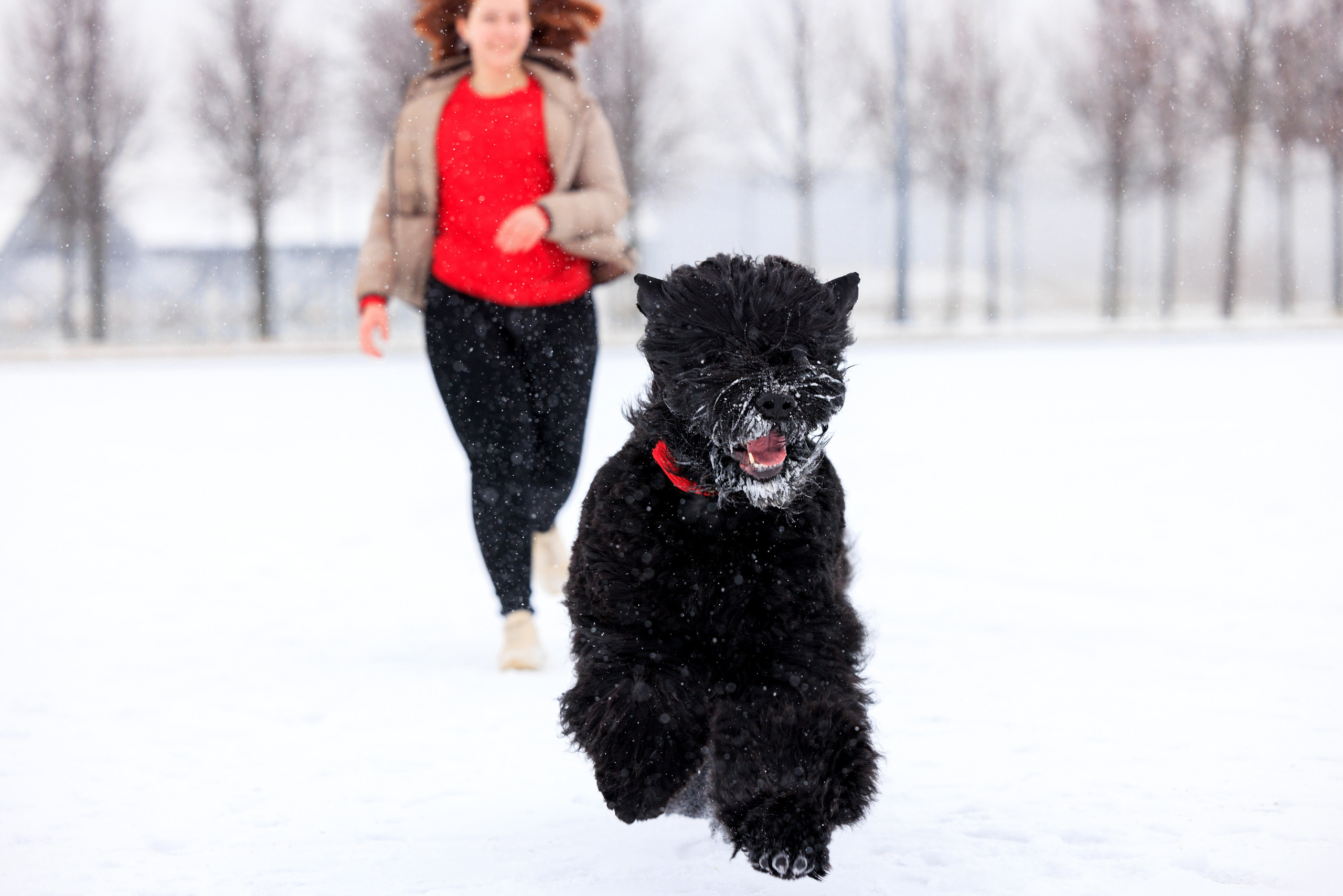 Санкт-Петербург 14.12.2024 ОС. Фотограф-анималист Юлия Германика