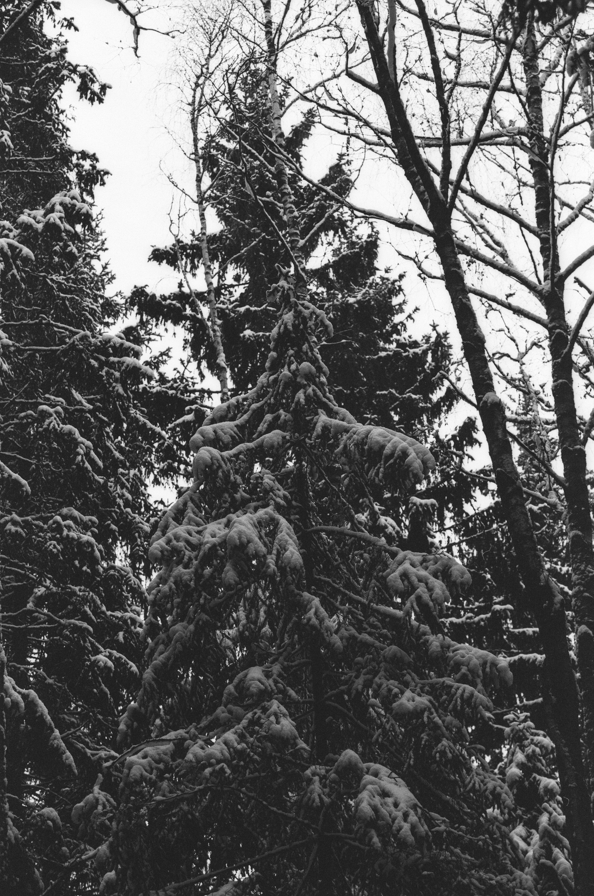 Contax N1 / Carl Zeiss Makro Sonnar 100 mm f/2.8 / Давыдовское