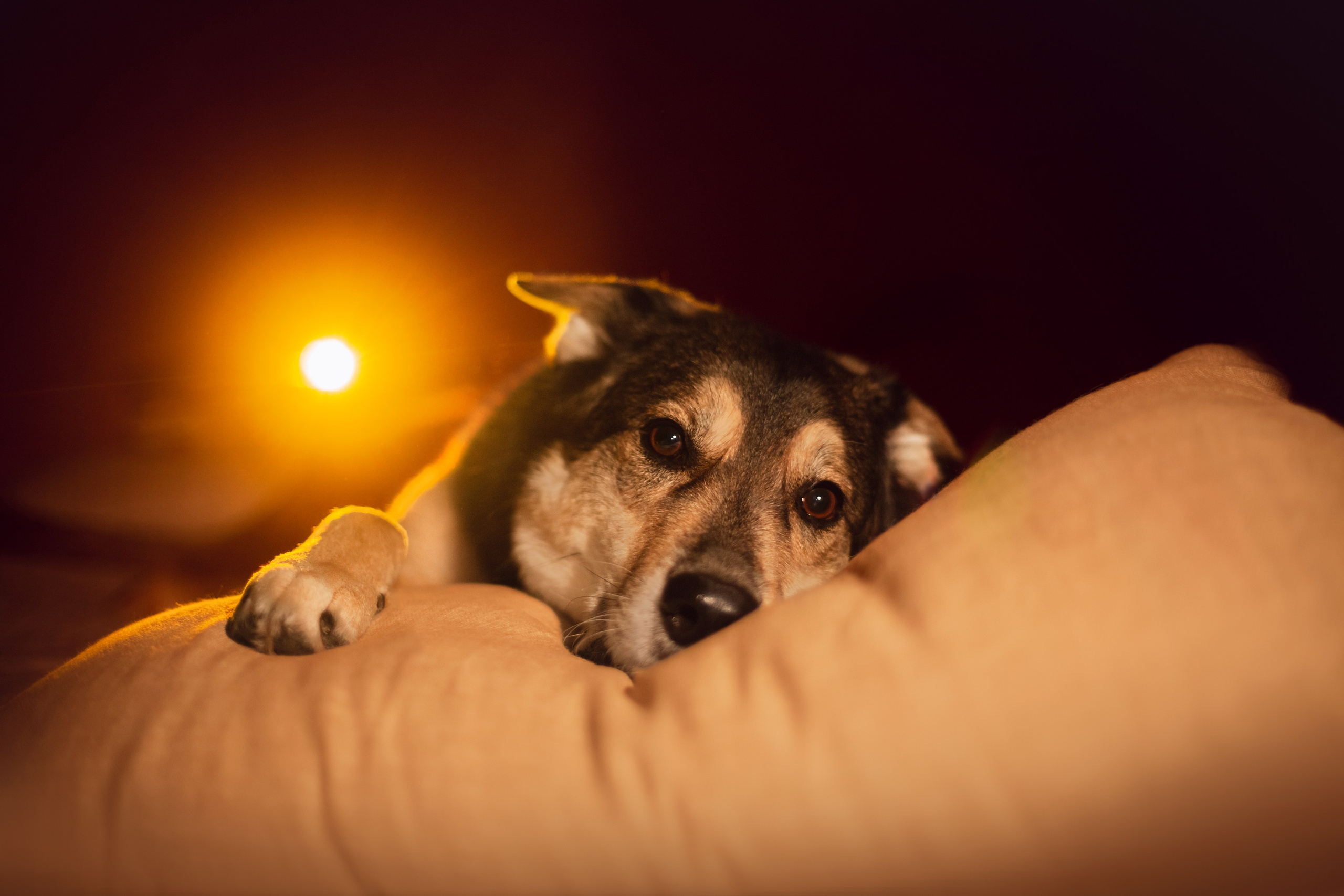 Фотограф-анималист Татьяна Степанова