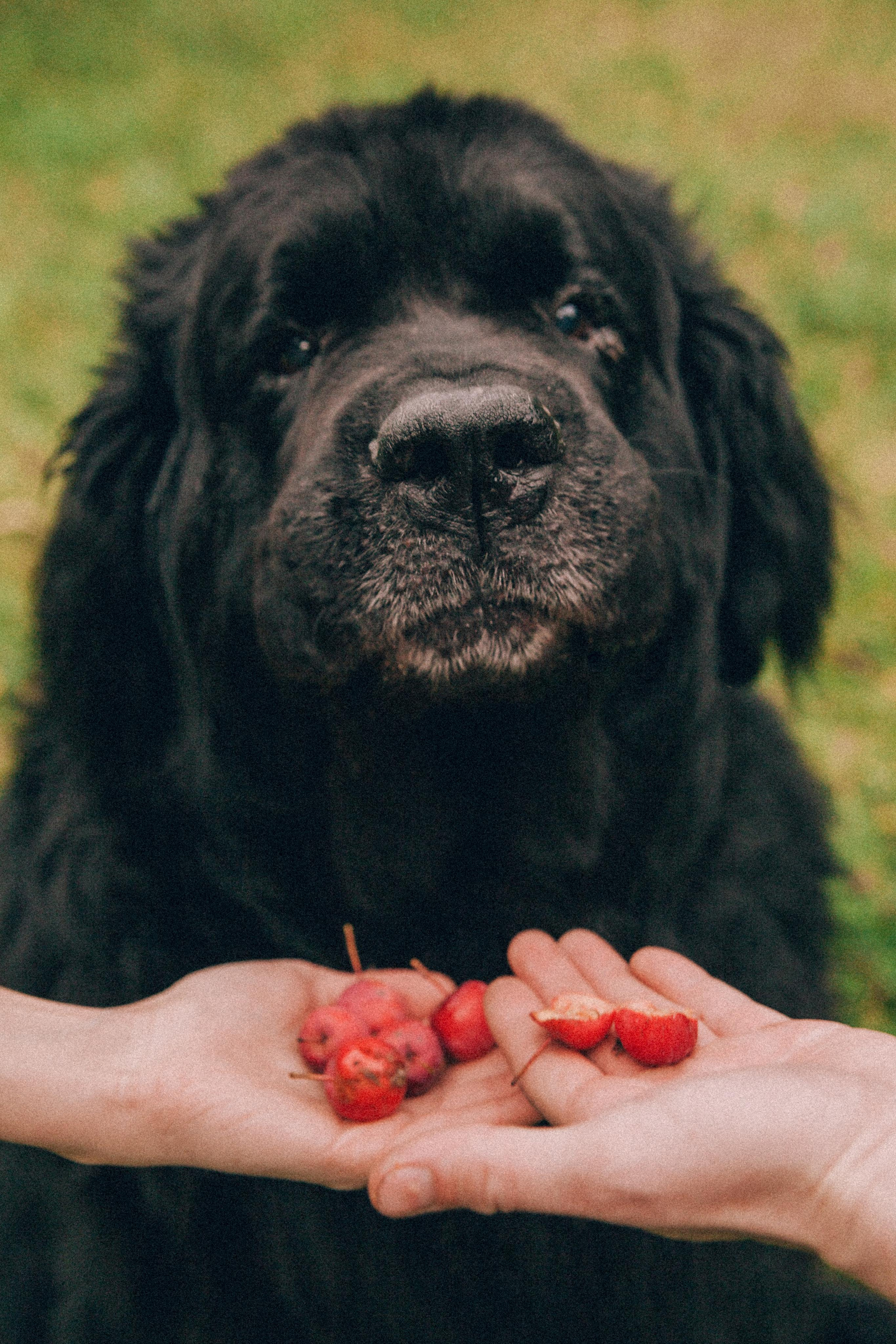 Лучший друг человека. Фотограф в Екатеринбурге Аня Валенок
