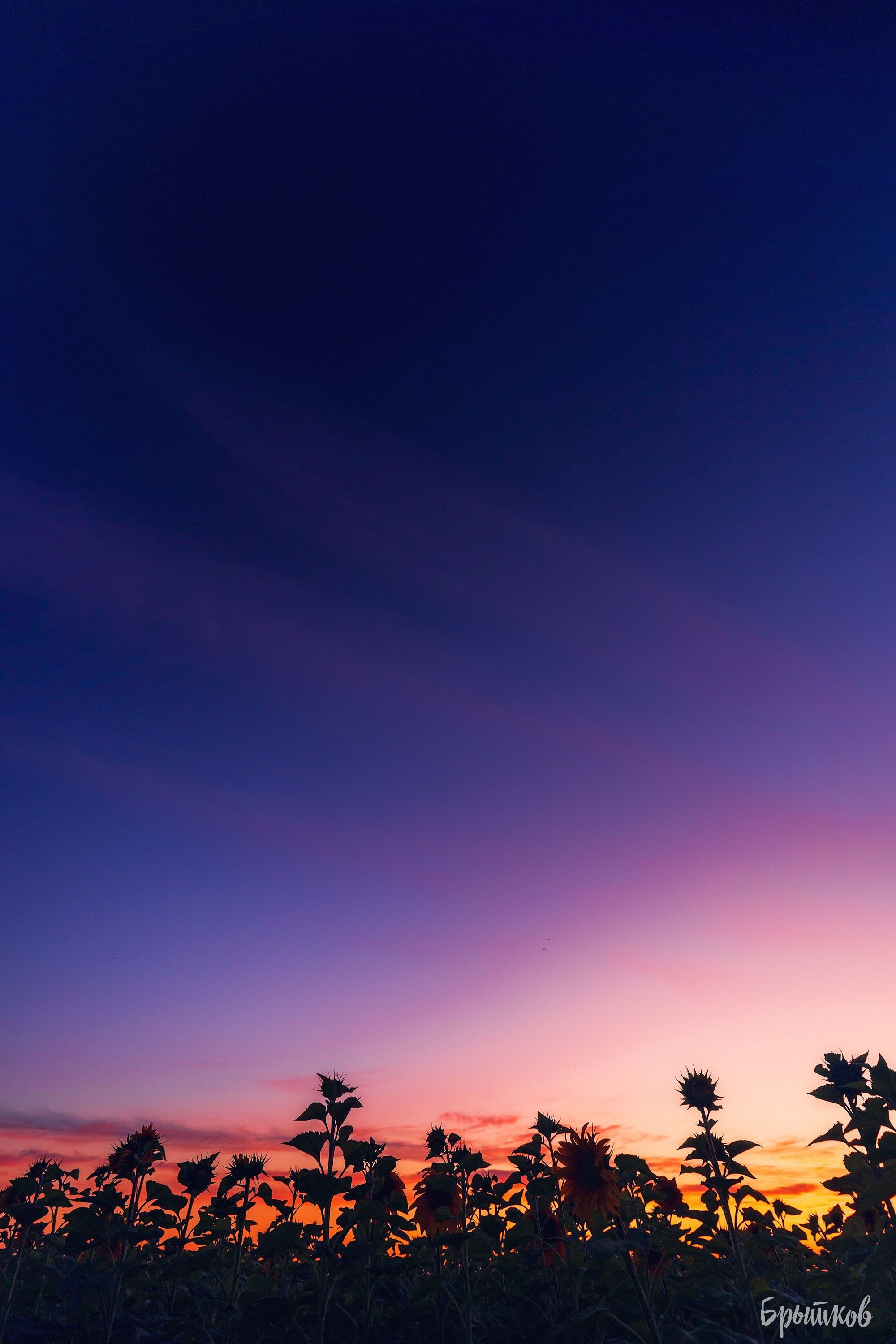 Поля. Подсолнухи. Николай Брытков — фотограф в Туле