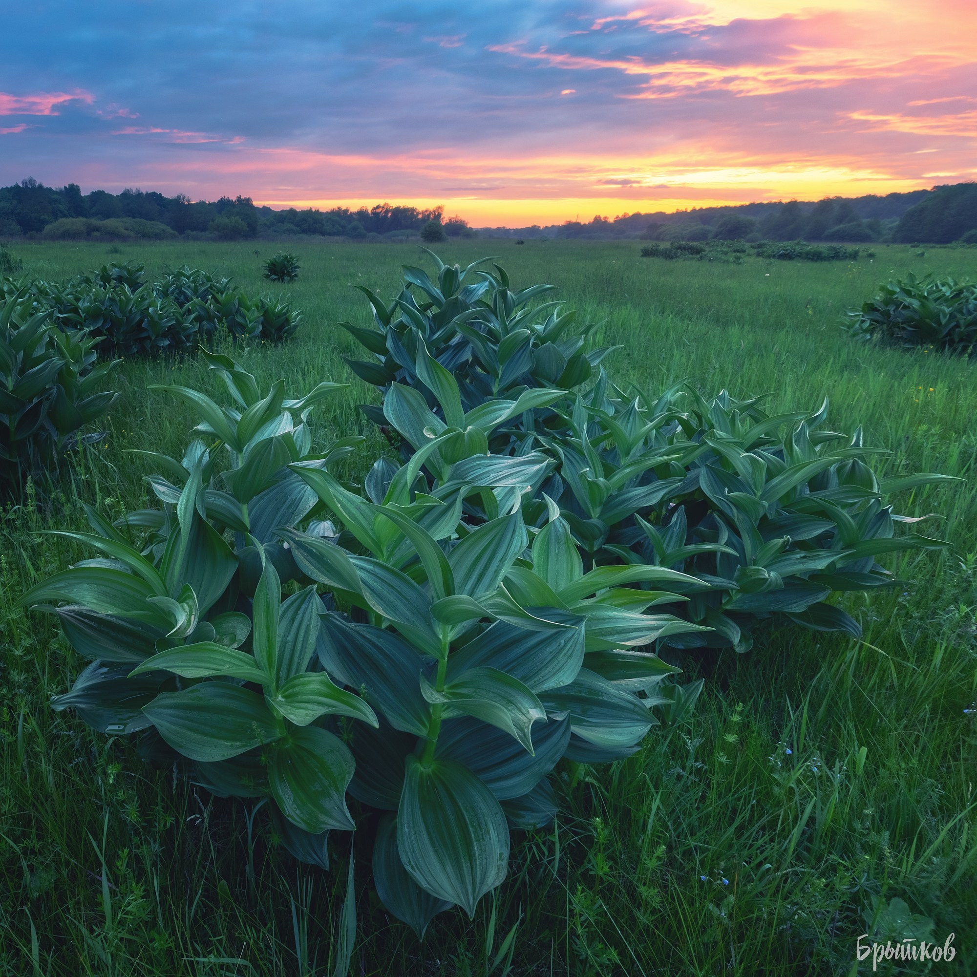 Чемерица Лобеля. Николай Брытков — фотограф в Туле