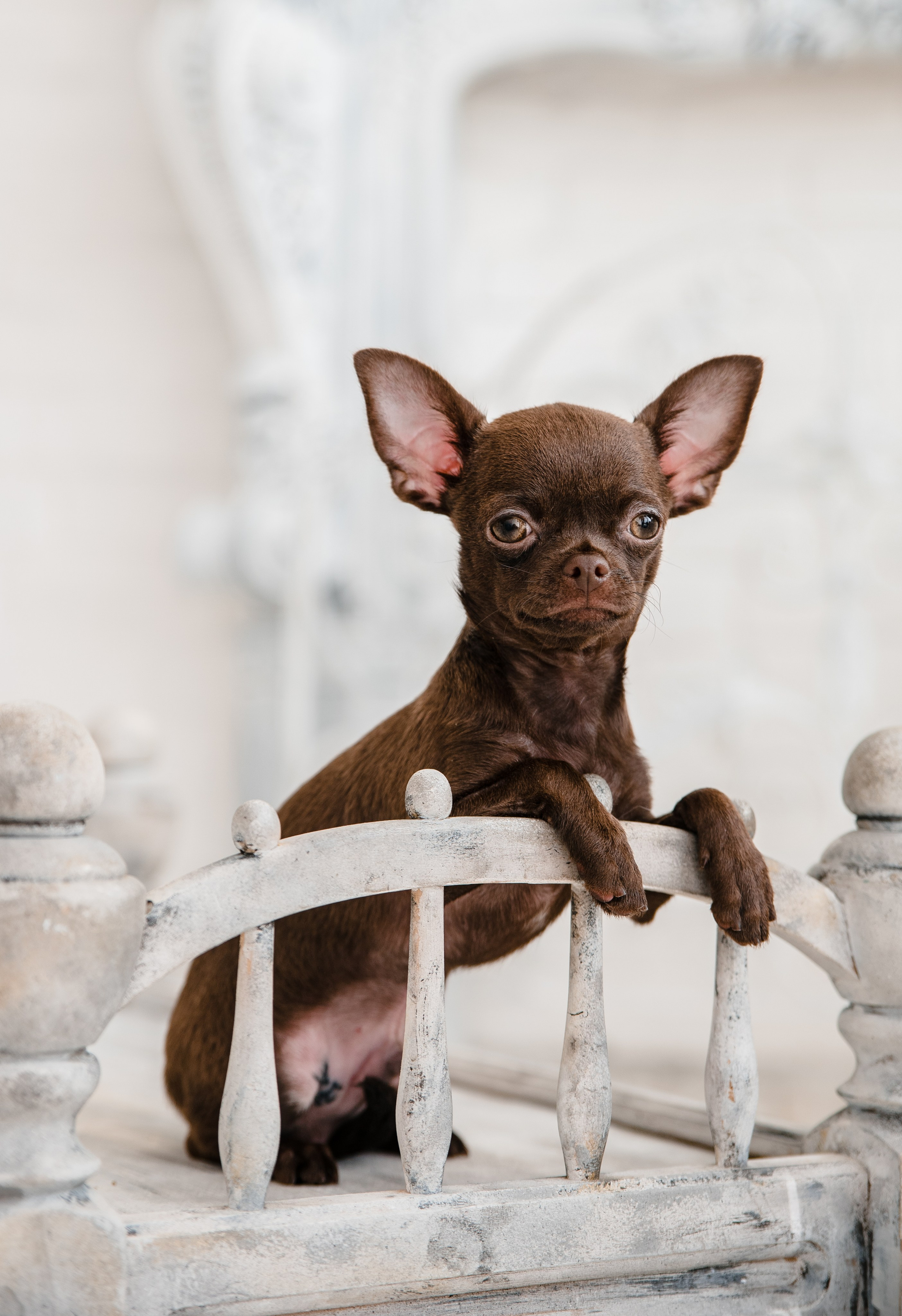 Чихуа Ахуа студия. Главная