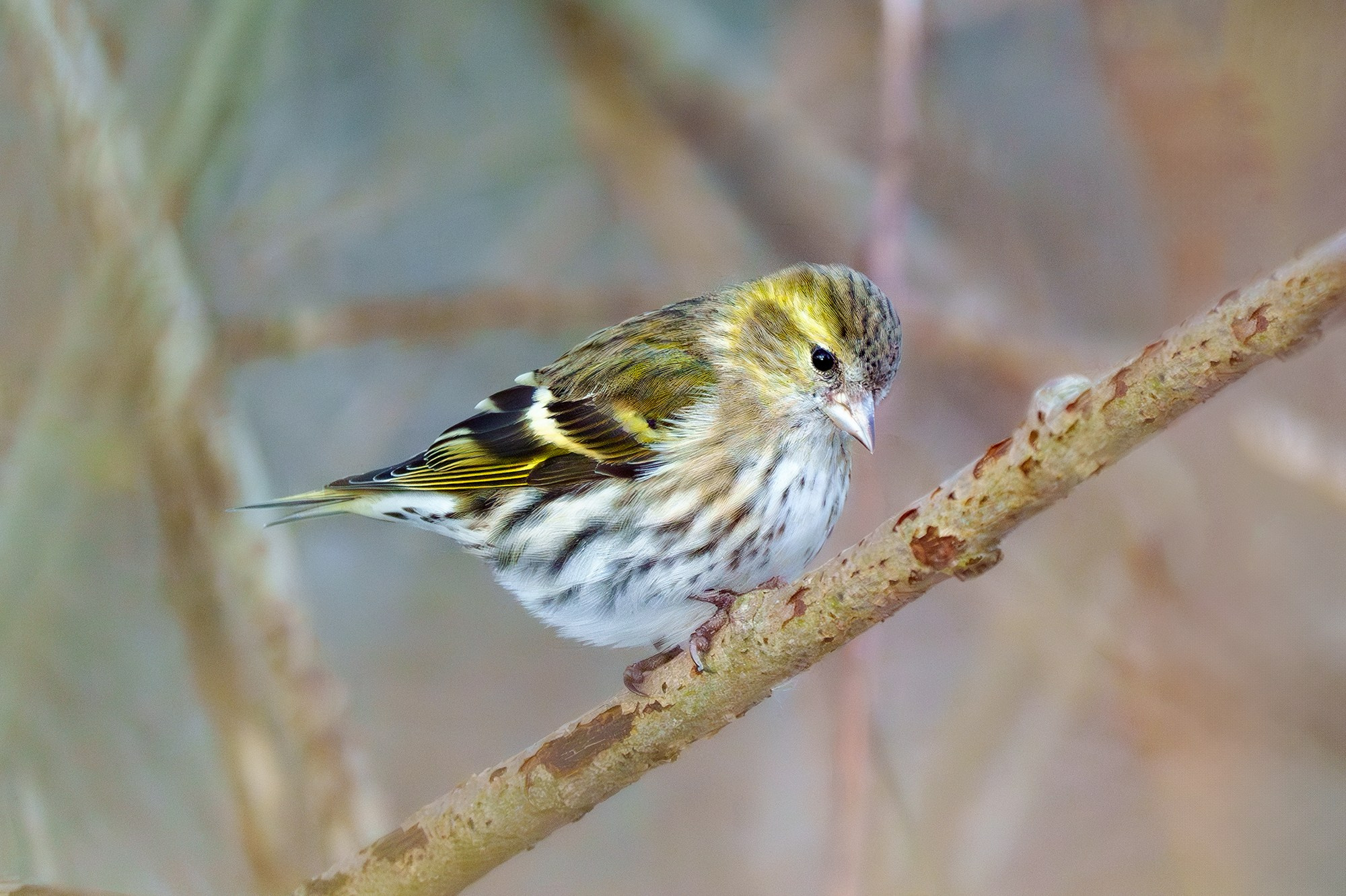 Удивительные мир птиц. Вокруг нас столько прекрасного — присмотритесь!. Ваш личный фотограф Марина Волкова