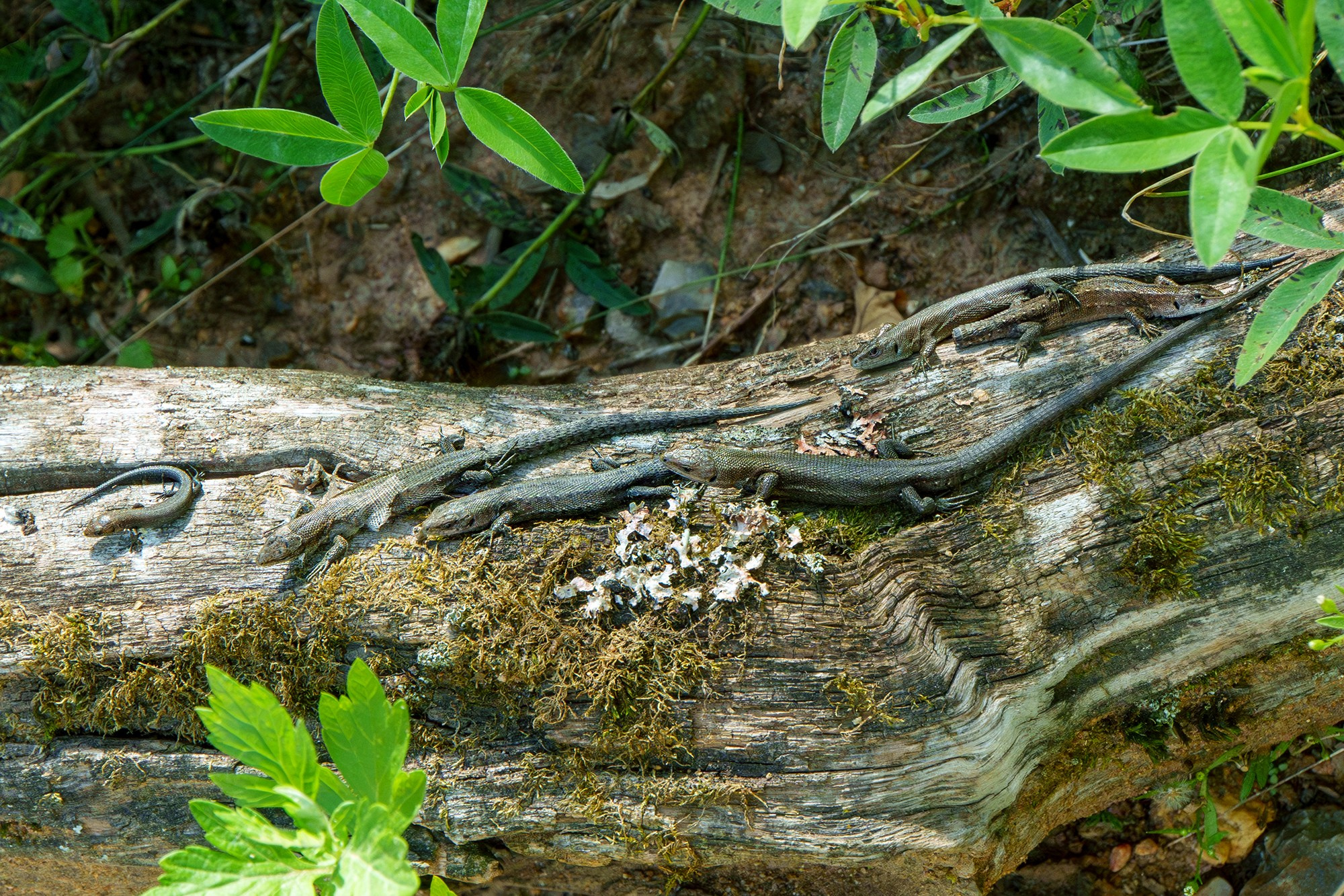 Животные. Ваш личный фотограф Марина Волкова