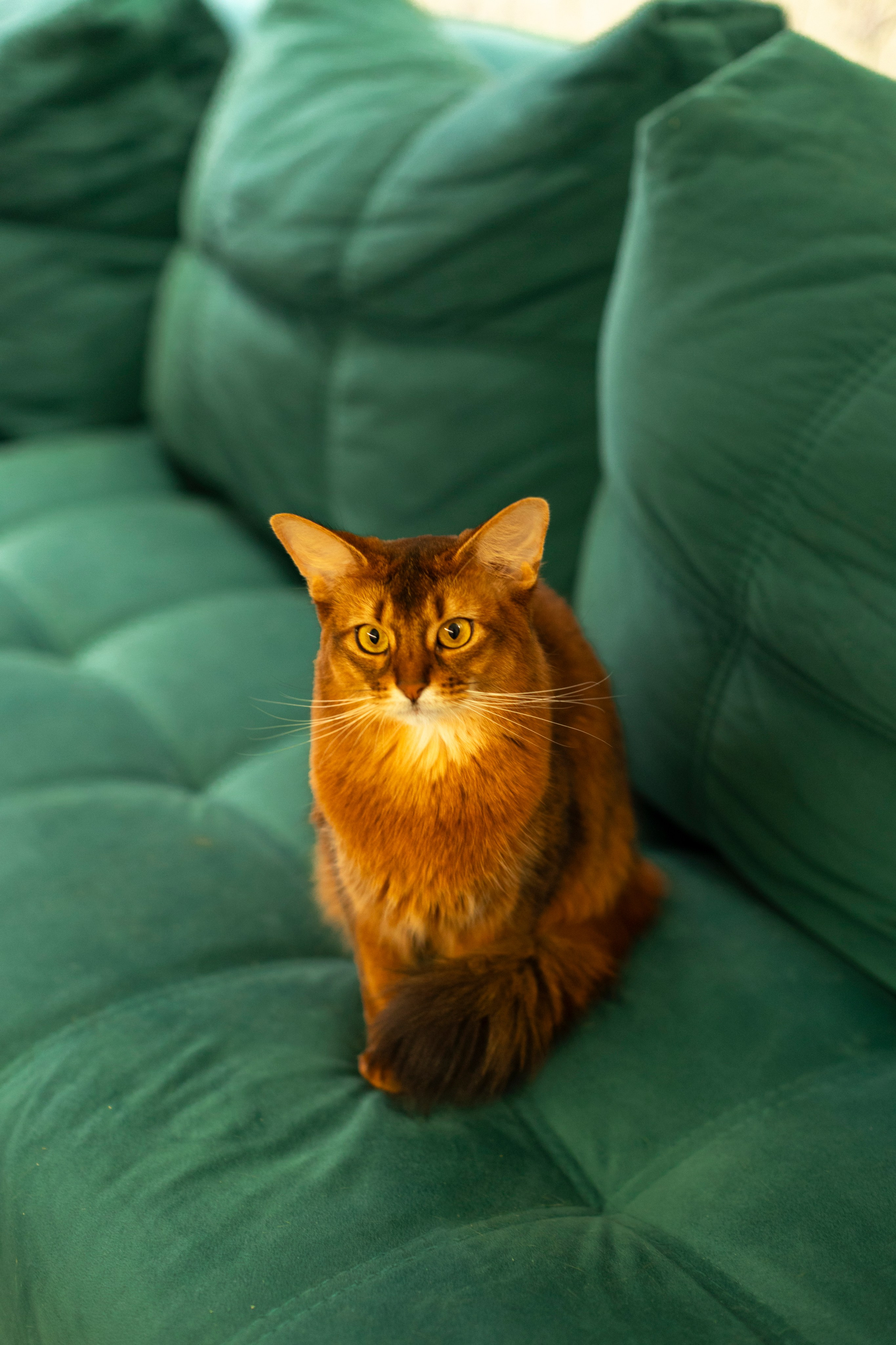 Сомали. Art my Pho