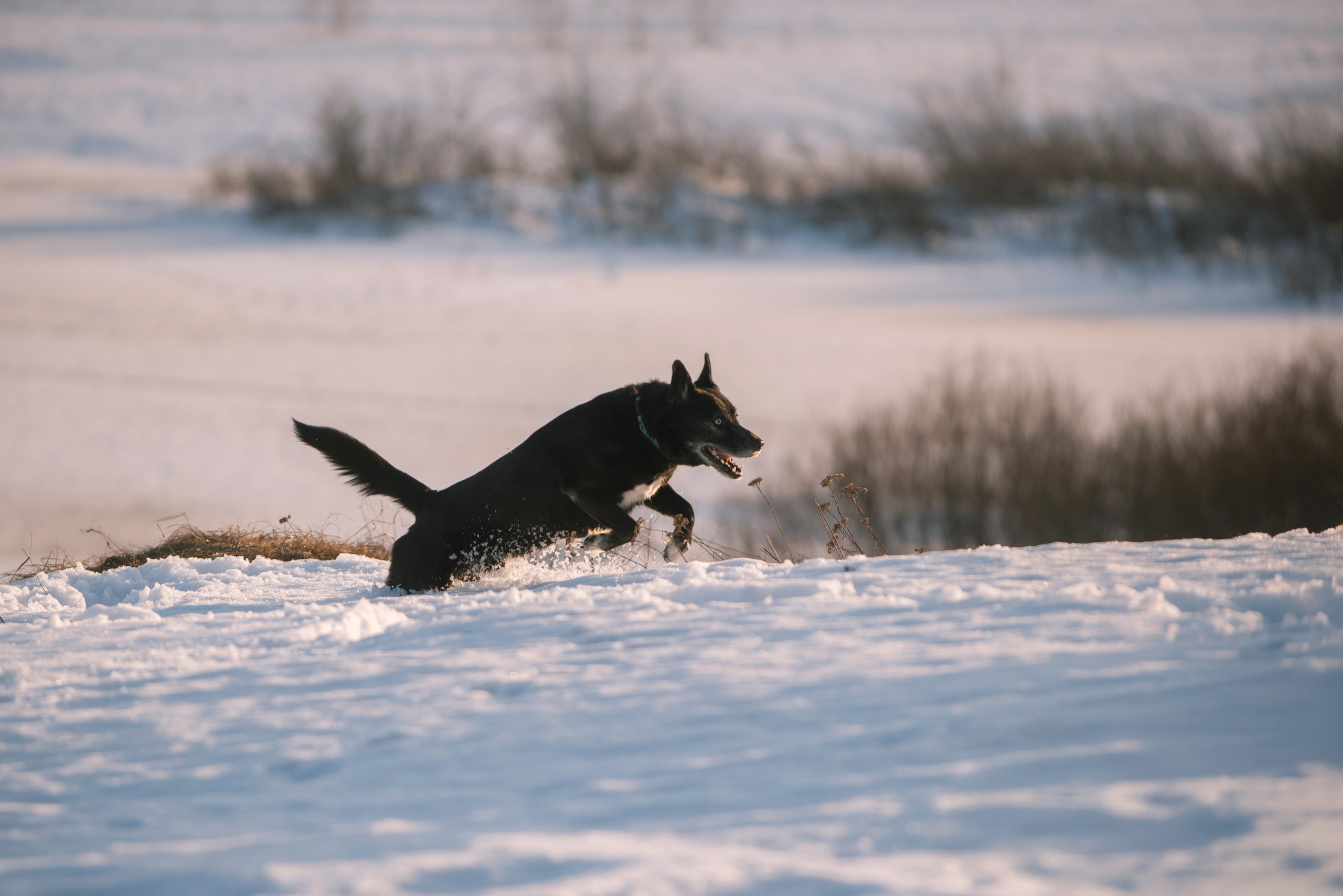 Лариса, Денис и Шепс. Фотограф Анна Тюрина