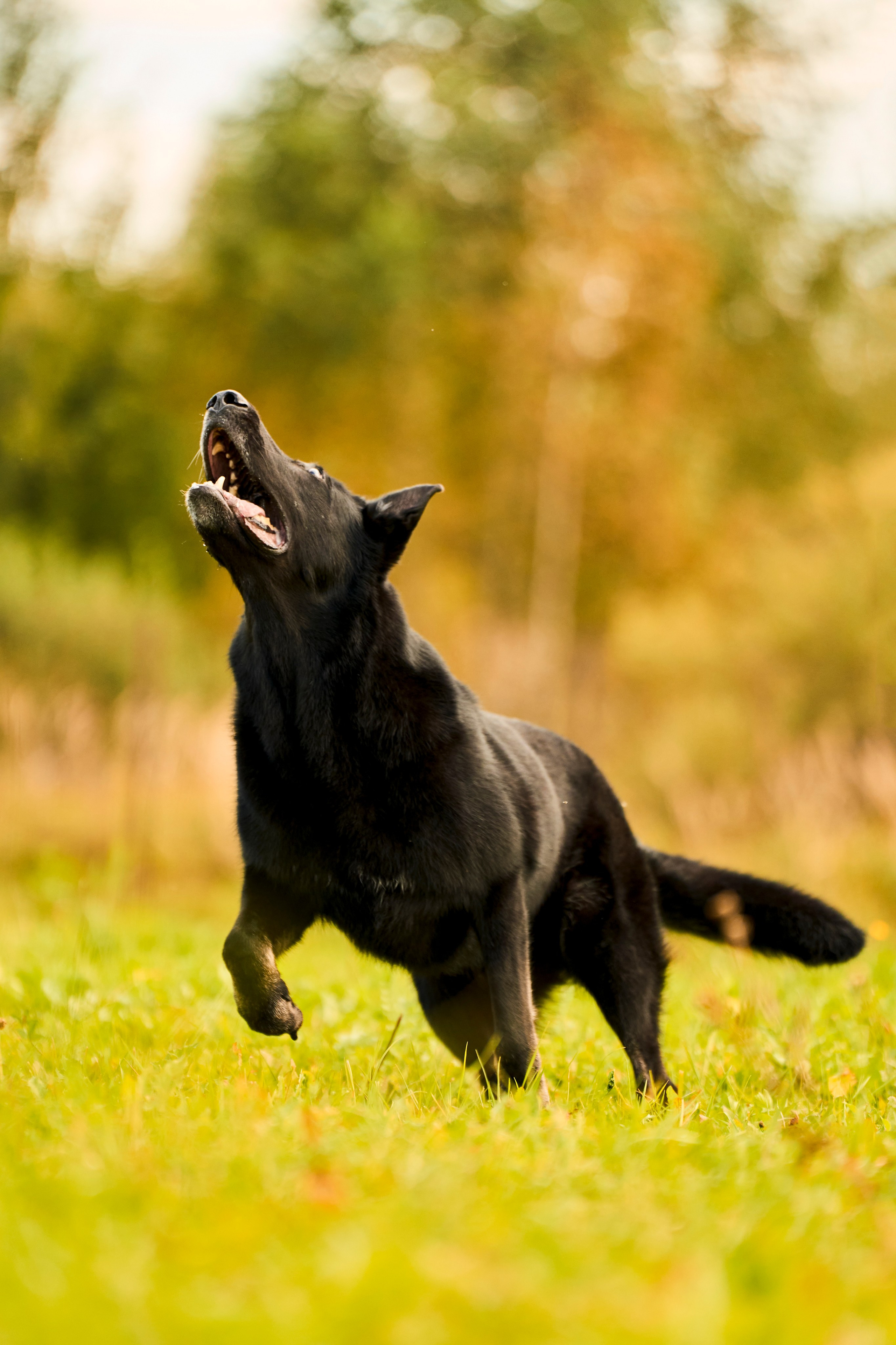 Фотосессия ваших питомцев. Женский и свадебный фотограф в Москве Елена Тараскина