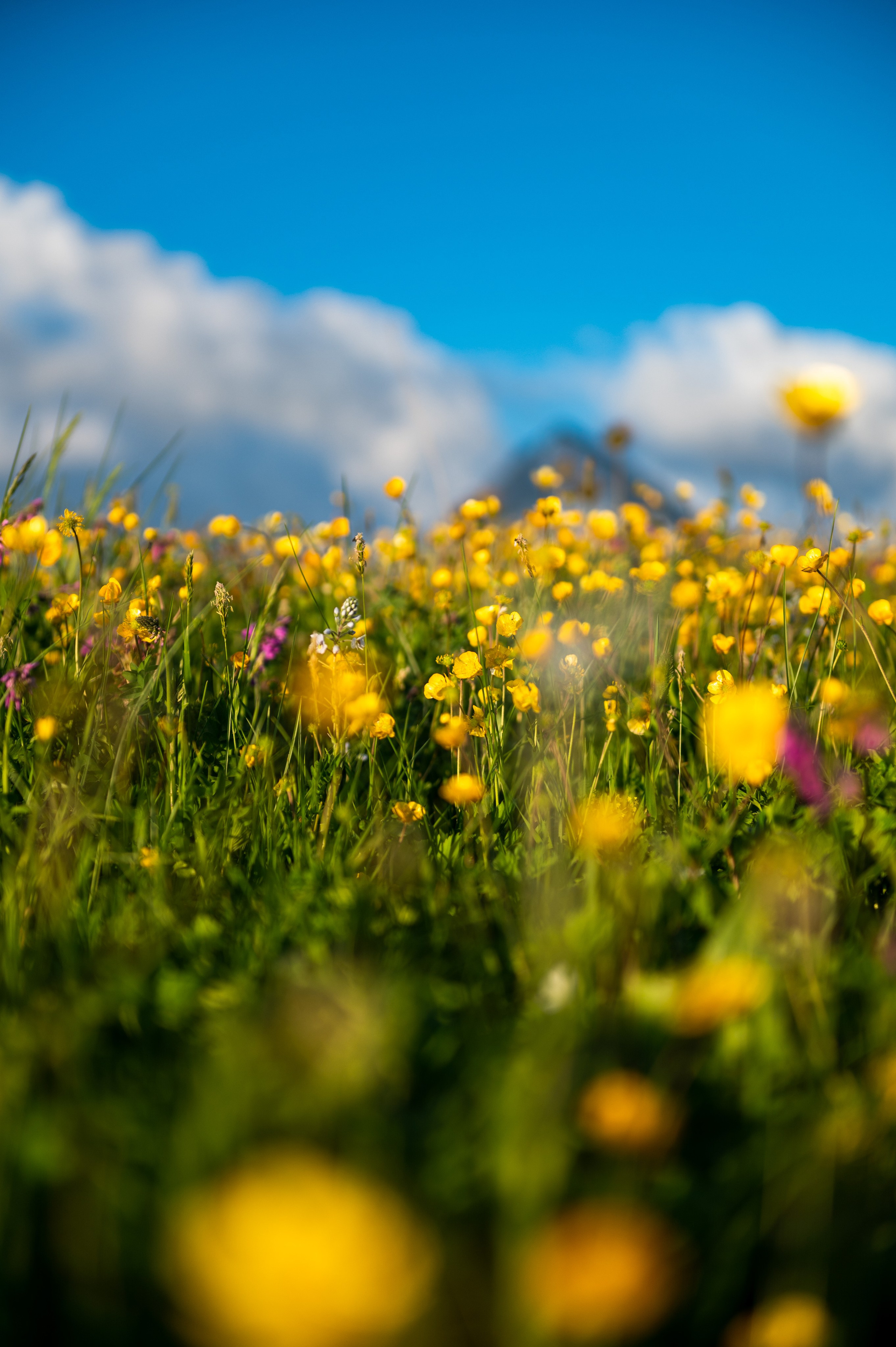 Путешествия и пейзаж. Репортажный фотограф в Красной Поляне и Сочи Павлюченко Екатерина