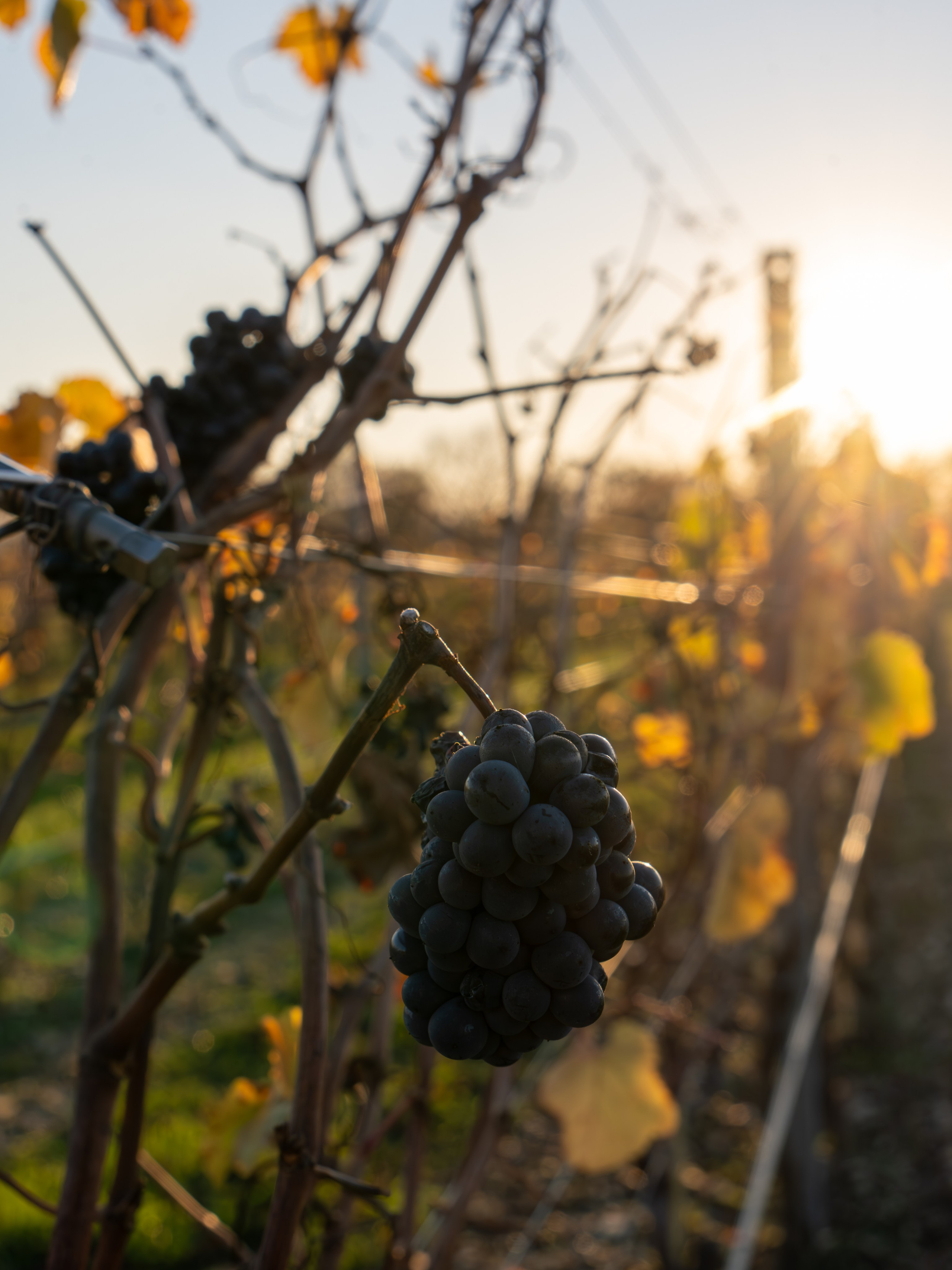 Литературная мастерская с Ольгой Шутовой в «Винотеррии». Репортажный фотограф в Красной Поляне и Сочи Павлюченко Екатерина